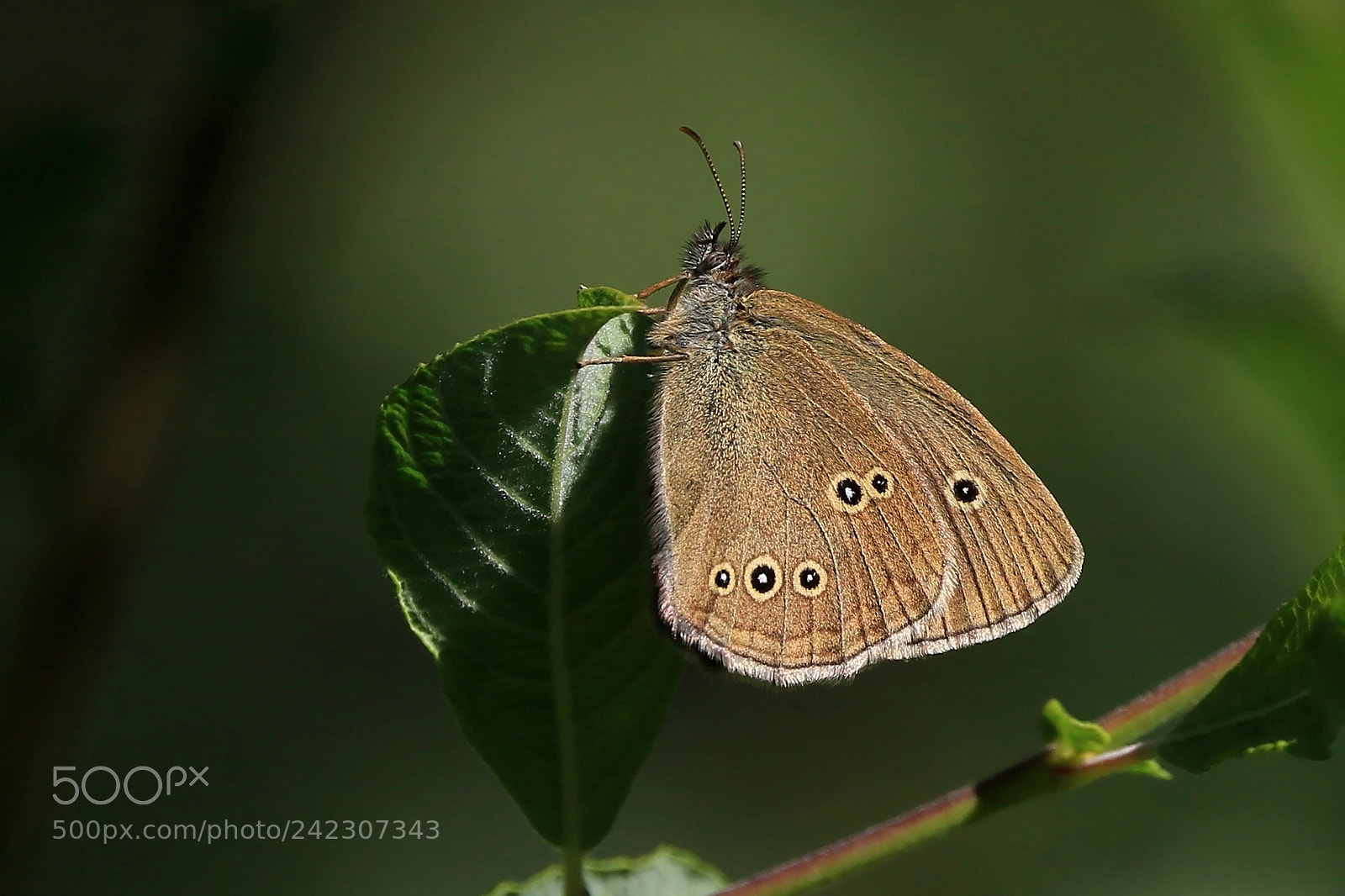 Canon EOS 7D Mark II sample photo. Ringlet photography