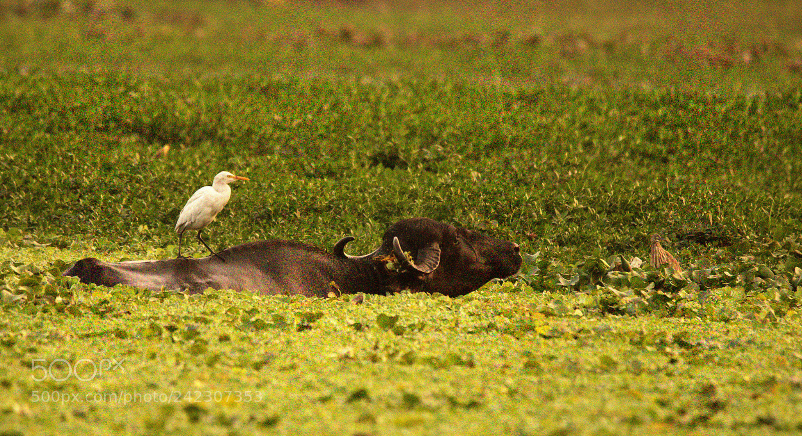 Nikon D5500 sample photo. Free ride photography