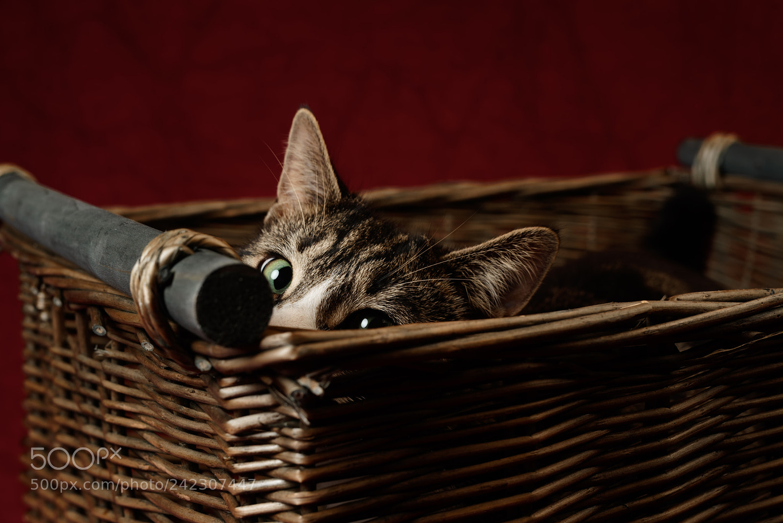 Nikon D810 sample photo. 'tiffin's peek' photography