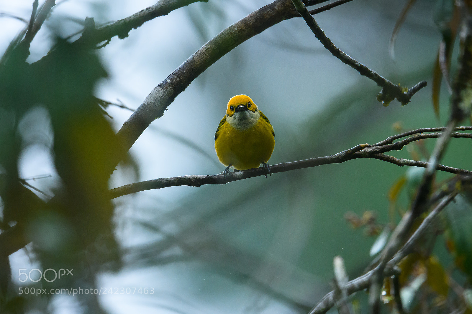 Nikon D850 sample photo. Silver throated tanager looks photography