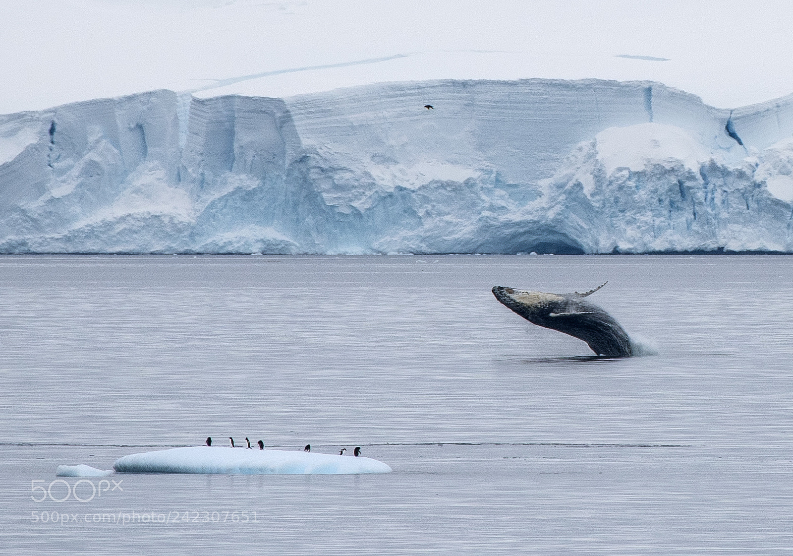 Nikon D810 sample photo. Humpback whale with penquins photography