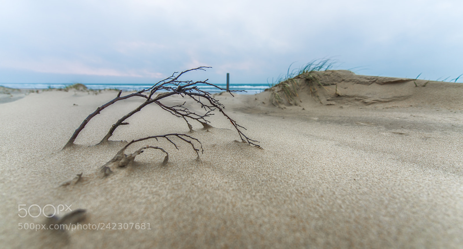 Nikon D850 sample photo. A branch at the photography