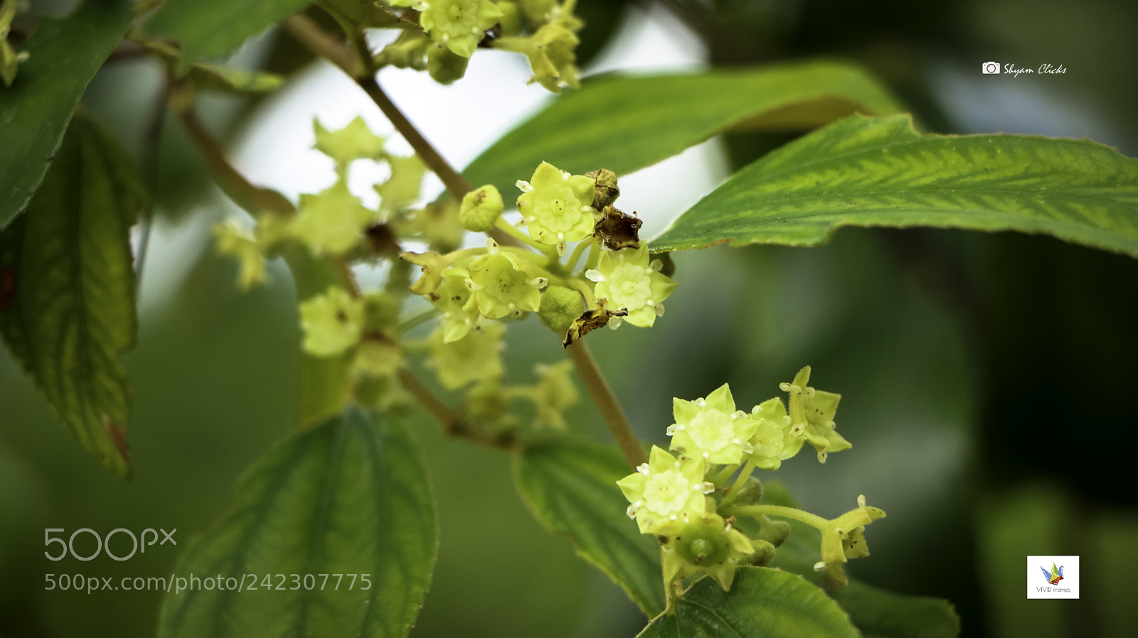 Canon EOS 760D (EOS Rebel T6s / EOS 8000D) sample photo. No name photography