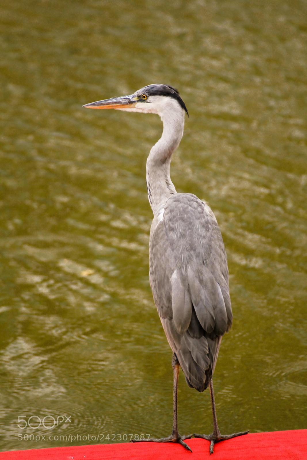 Canon EOS 60D sample photo. On the look out photography