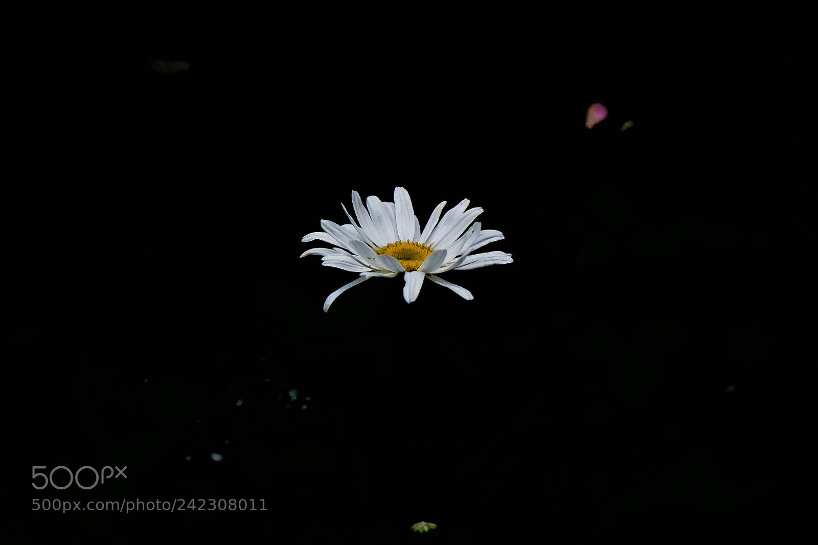 Fujifilm X-T10 sample photo. Untitled photography