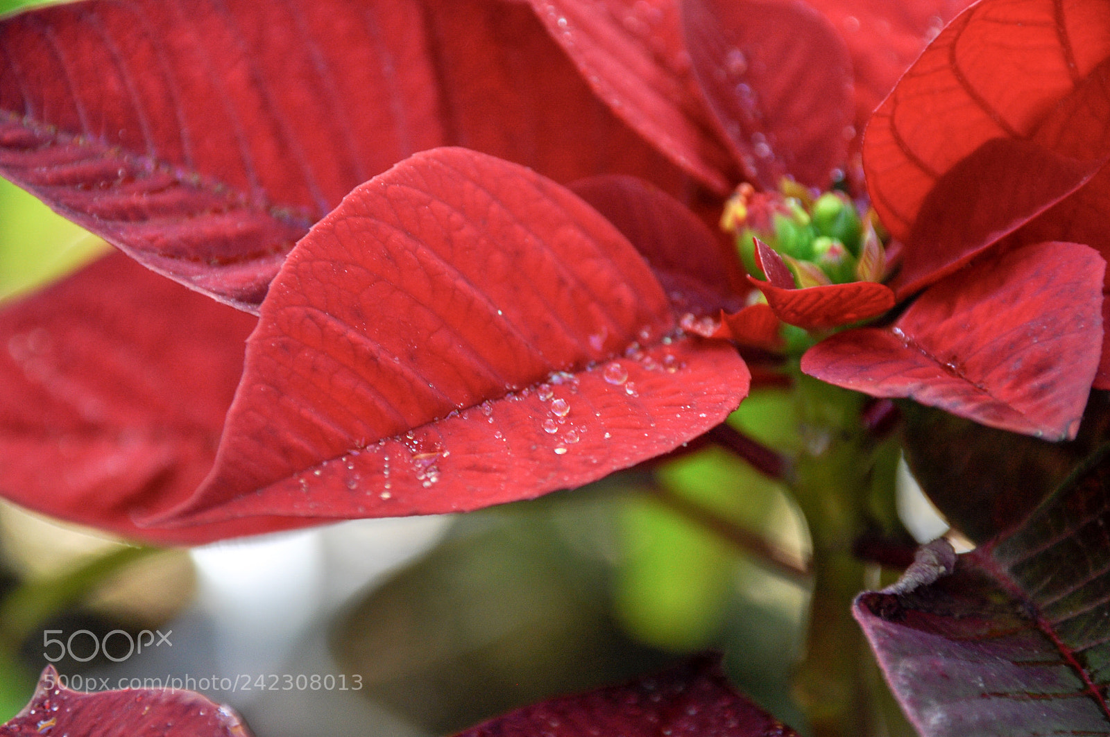 Nikon D90 sample photo. Untitled photography