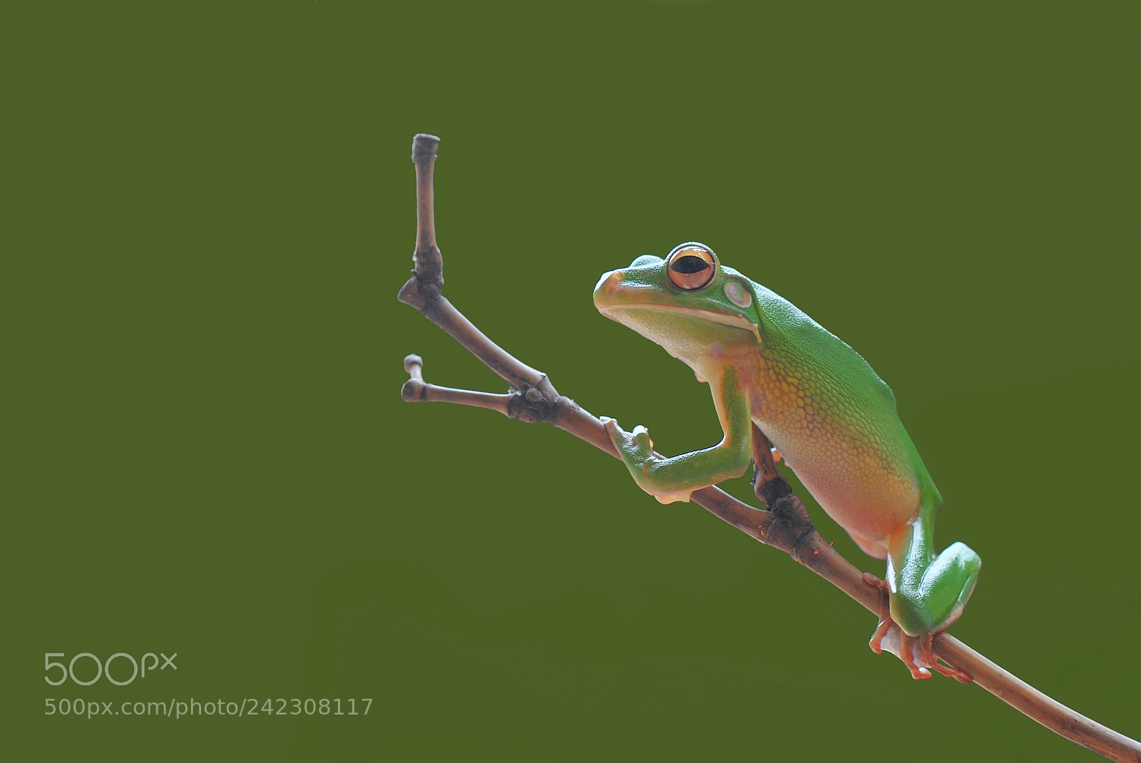 Nikon D60 sample photo. Frog, photography