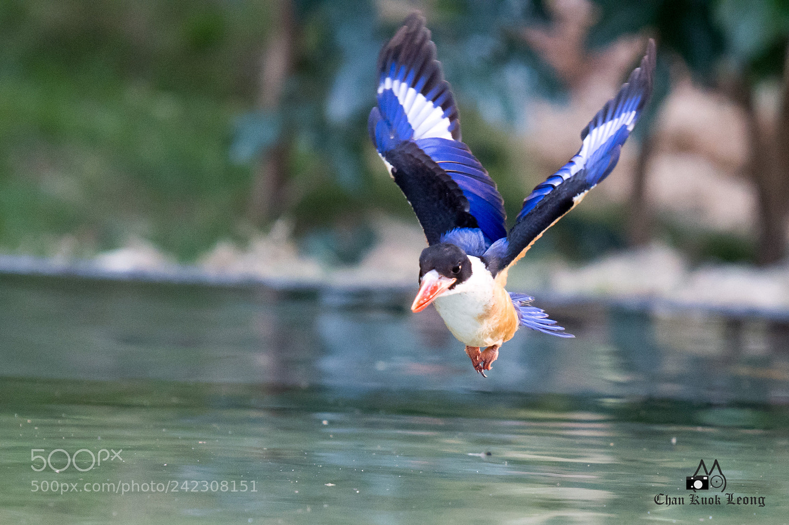 Nikon D500 sample photo. Black-capped kingfisher photography