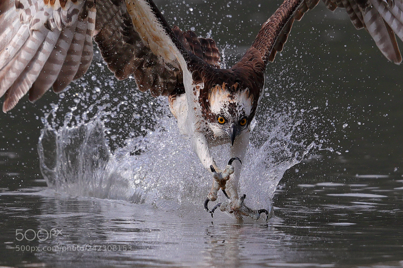 Canon EOS-1D X Mark II sample photo. Osprey photography