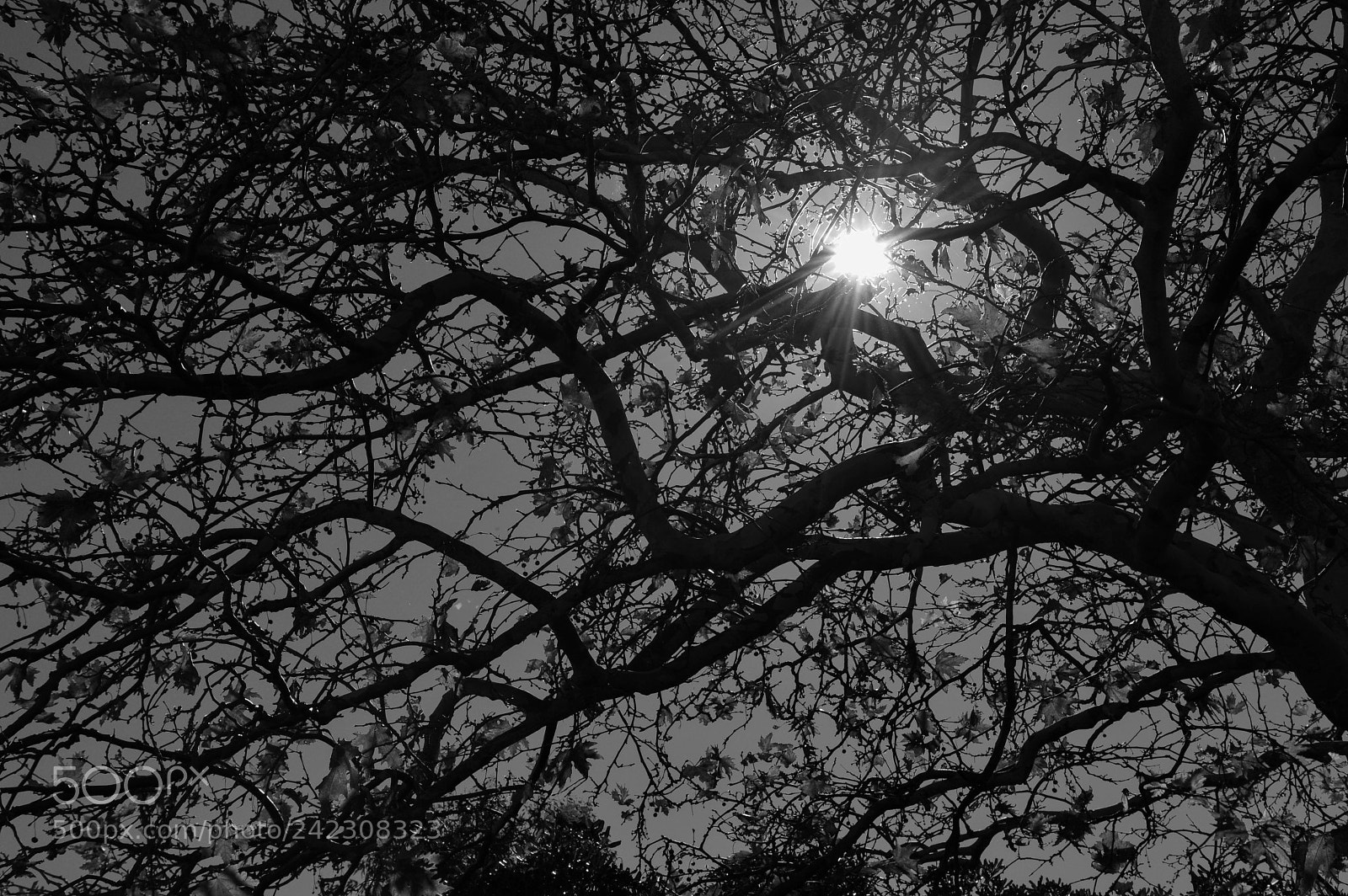 Nikon D3200 sample photo. Througn branches photography