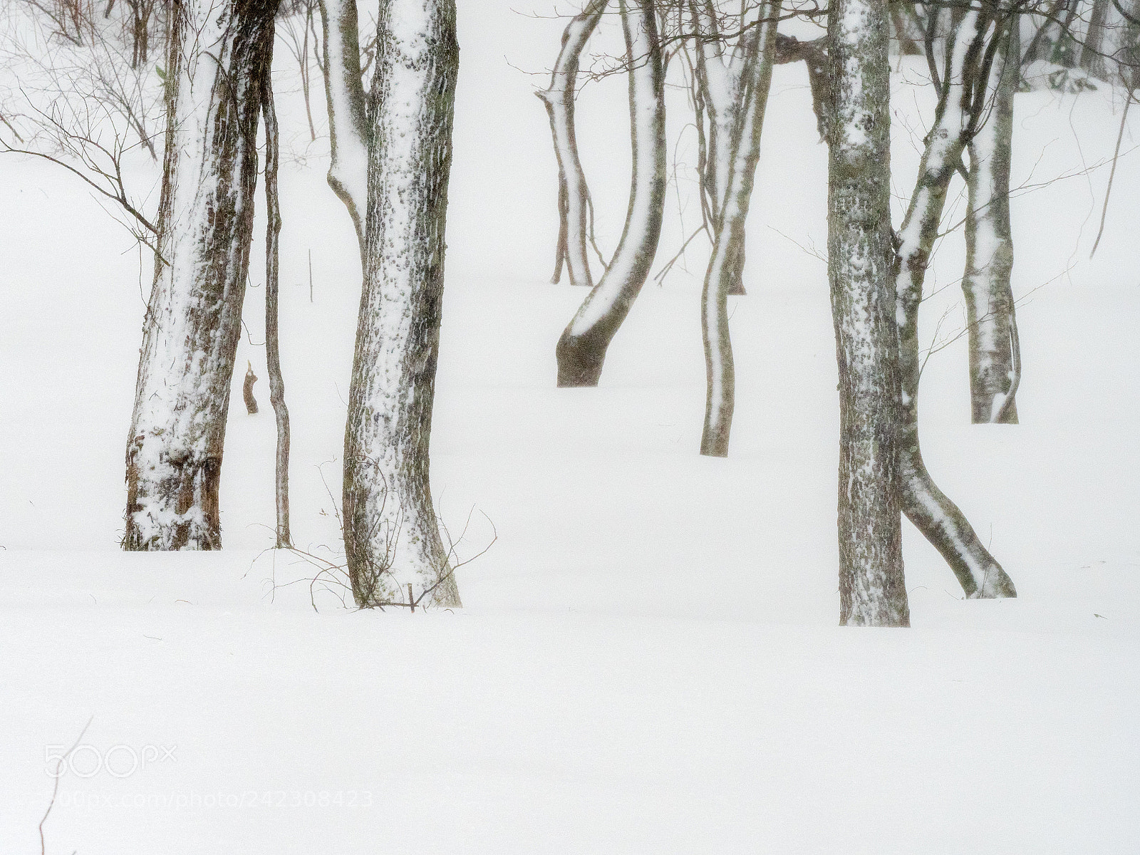 Olympus OM-D E-M1 Mark II sample photo. White forest photography