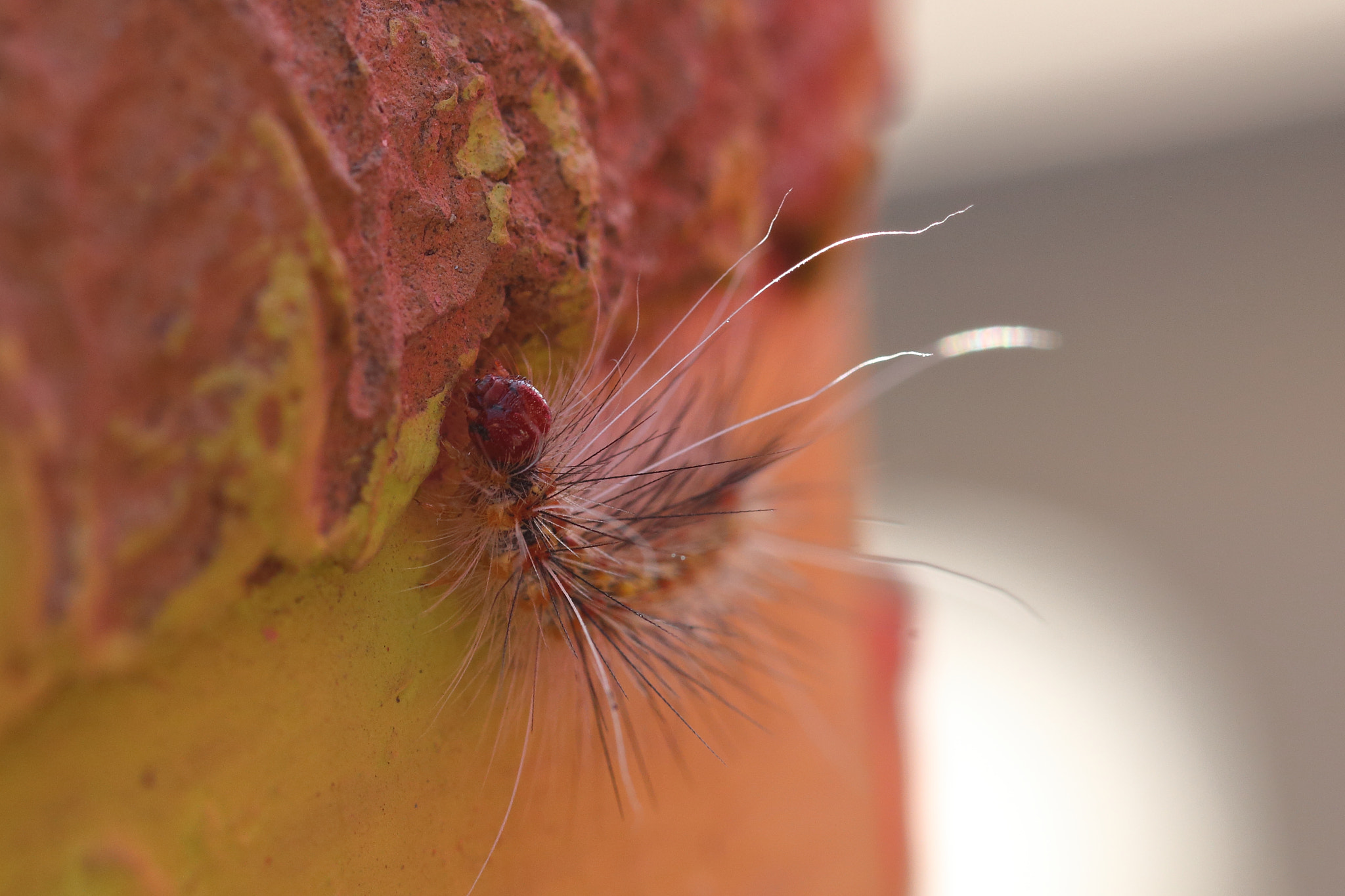 Canon EF 100mm F2.8L Macro IS USM sample photo. Catepillar world photography