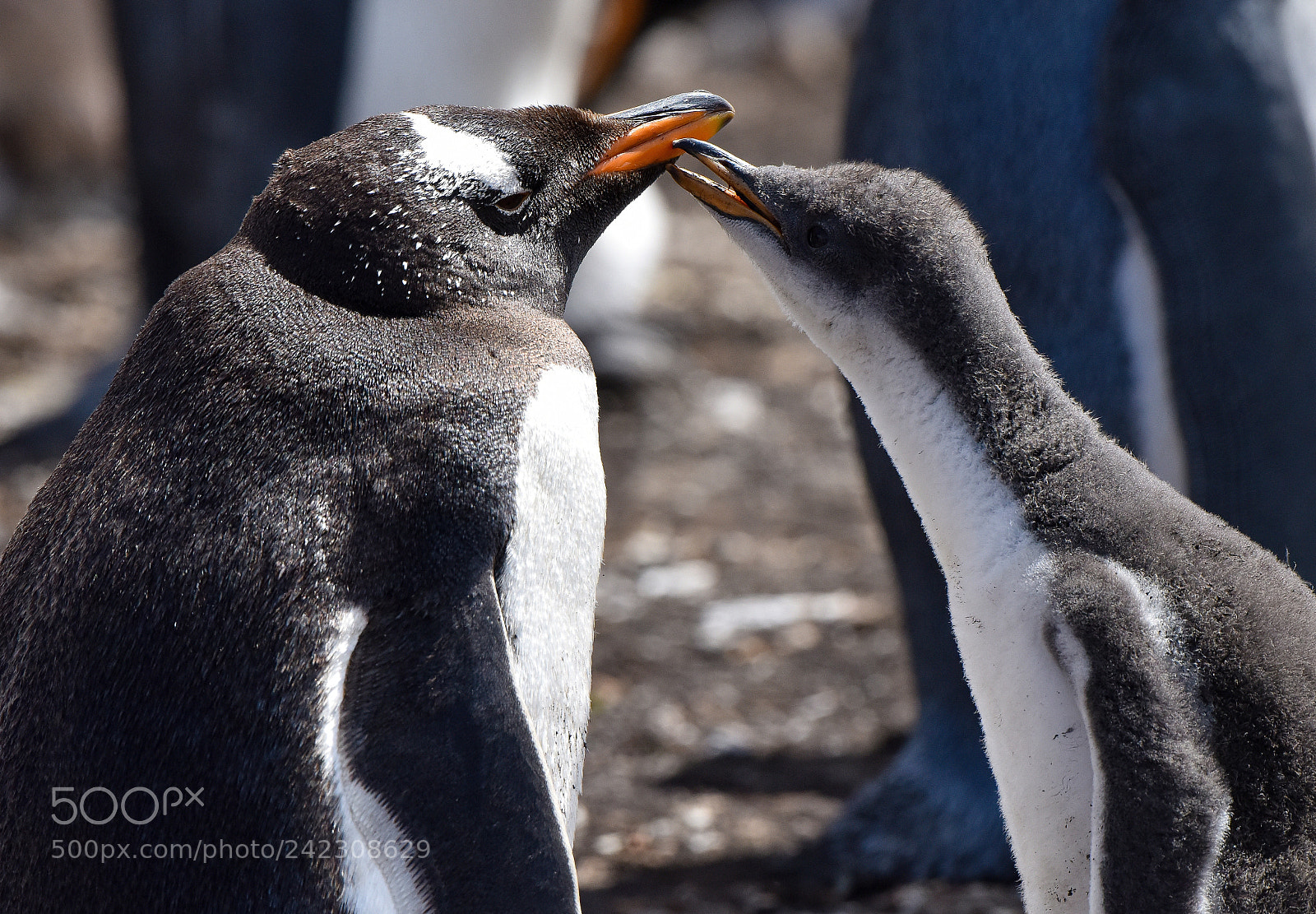 Nikon D810 sample photo. Gentoo penquin with chick photography