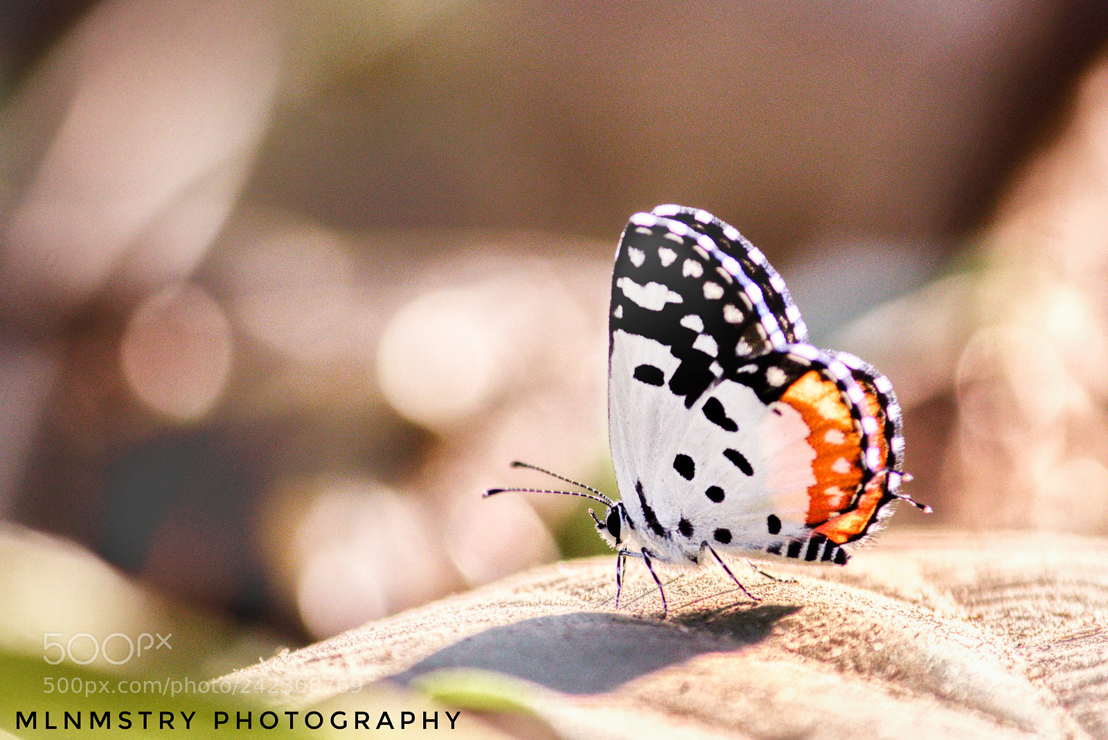 Canon EOS 1200D (EOS Rebel T5 / EOS Kiss X70 / EOS Hi) sample photo. A butterfly photography
