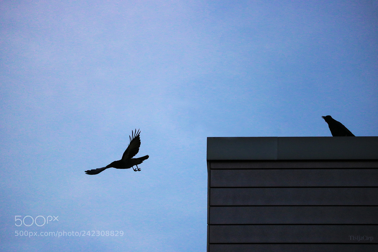 Canon EOS 750D (EOS Rebel T6i / EOS Kiss X8i) sample photo. Good bye, my love! photography