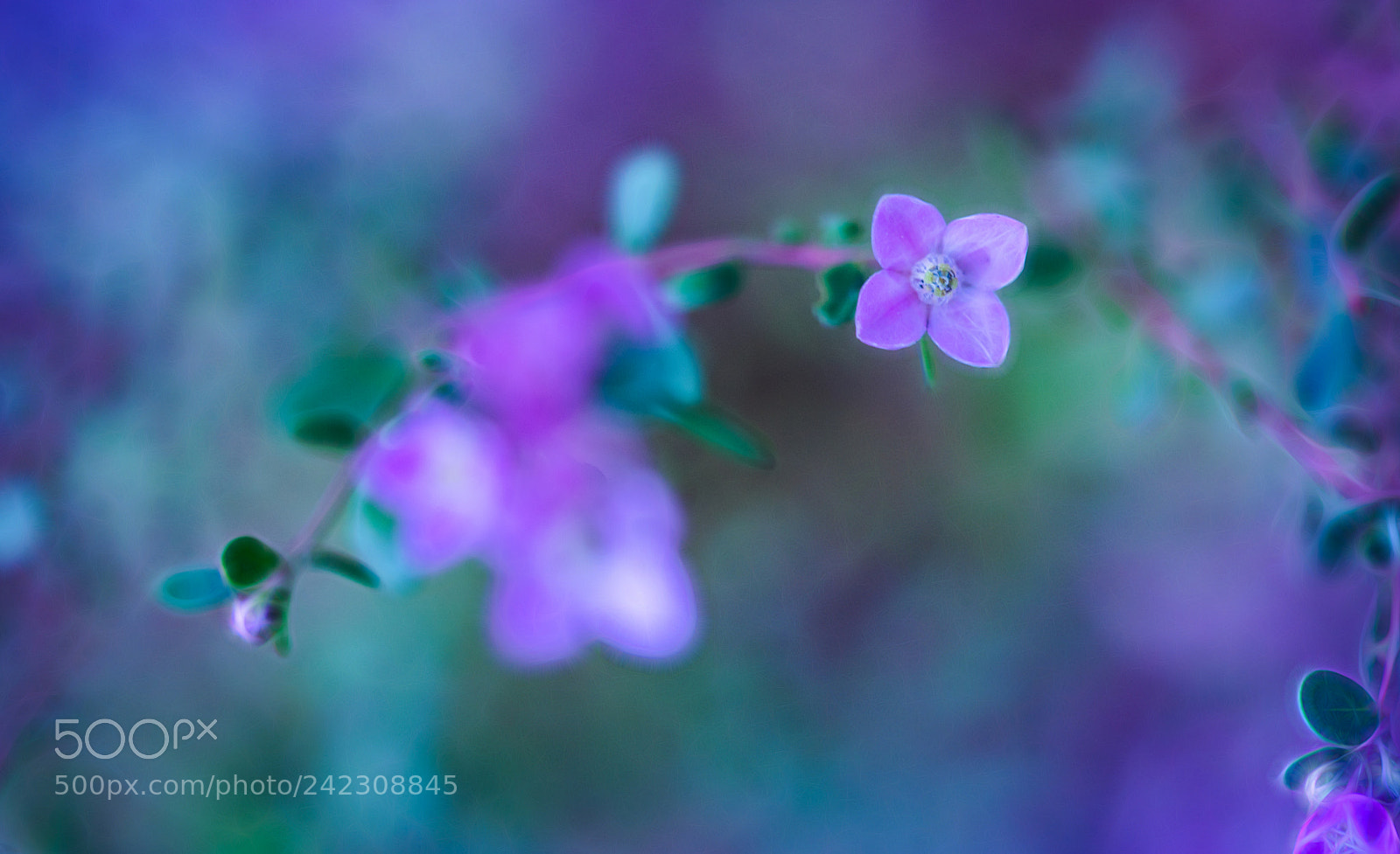 Sony a7R III sample photo. Little poucet in the photography