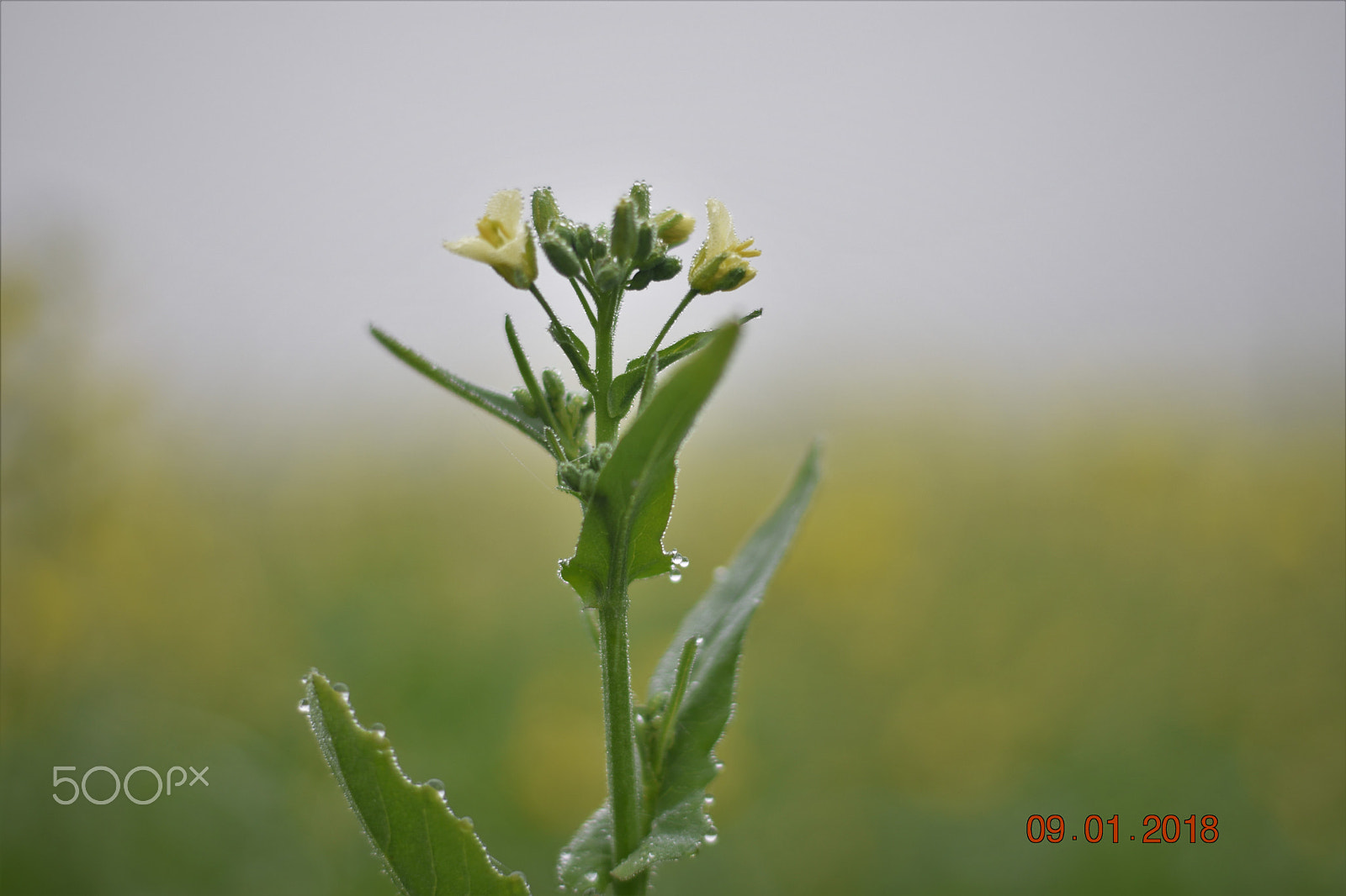 Nikon D3400 + Nikon AF-S Nikkor 50mm F1.8G sample photo. Morning shine photography