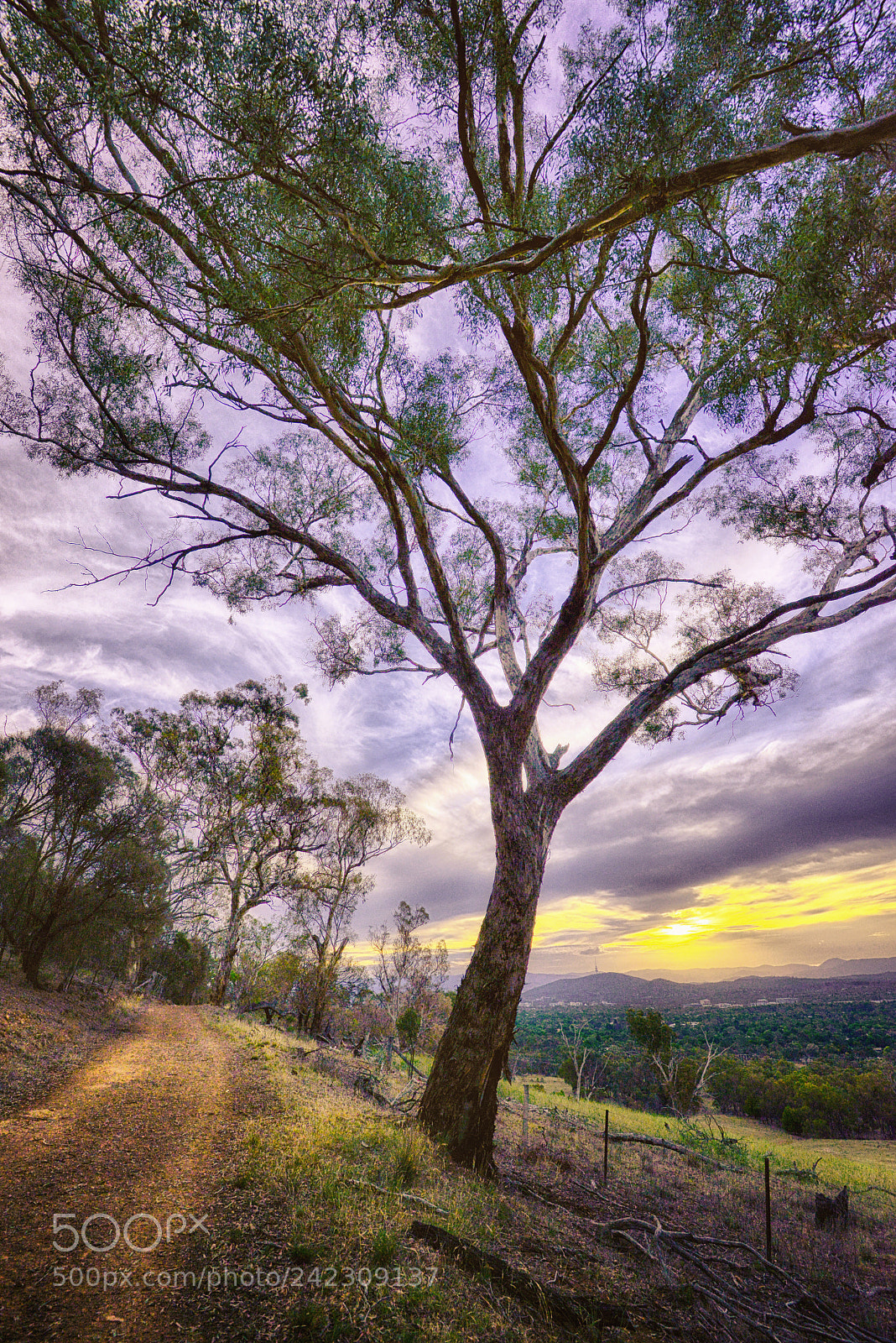 Nikon D800E sample photo. Gum tree photography