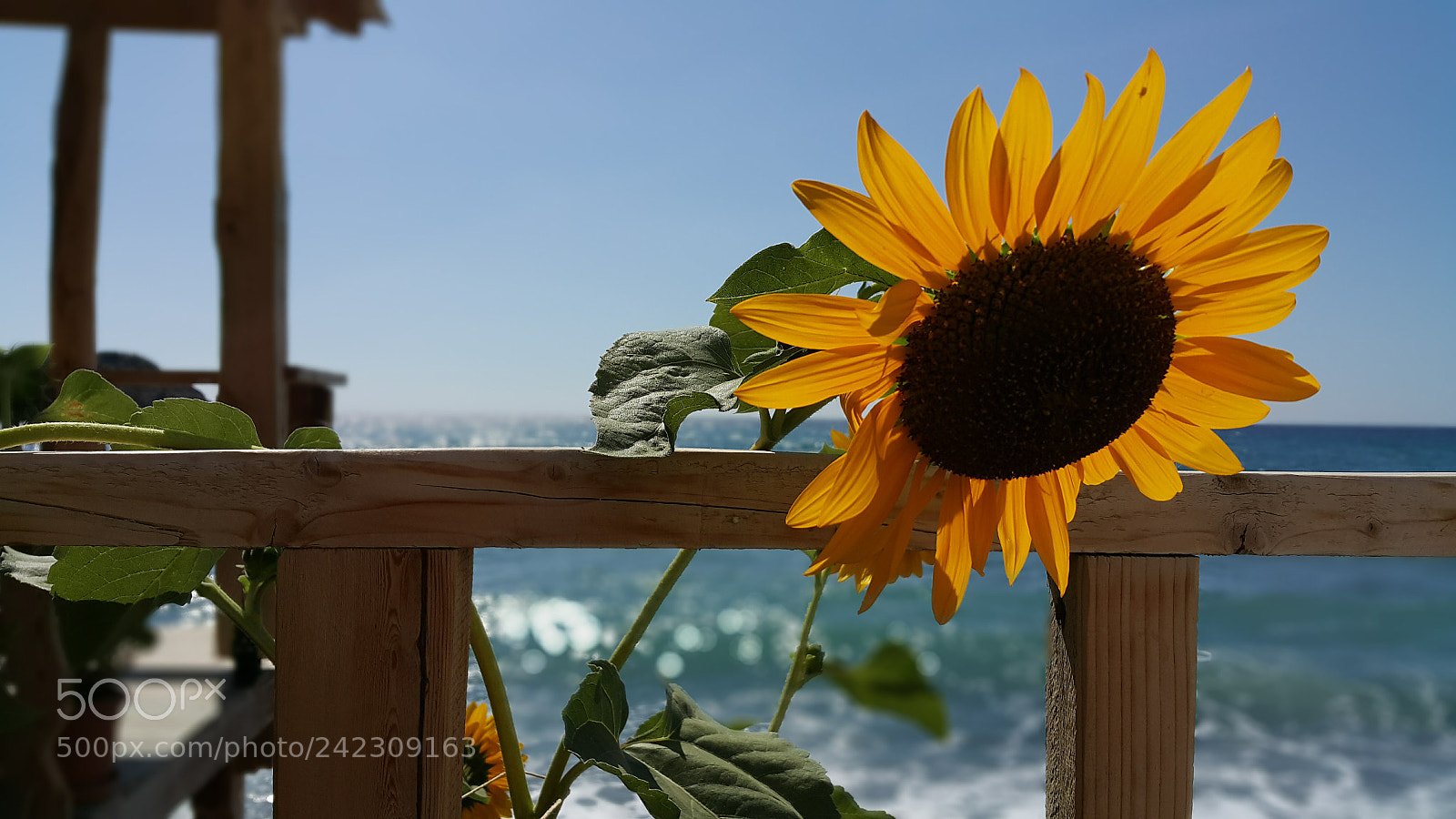 Samsung Galaxy Note4 sample photo. 20170922_140531.jpg photography