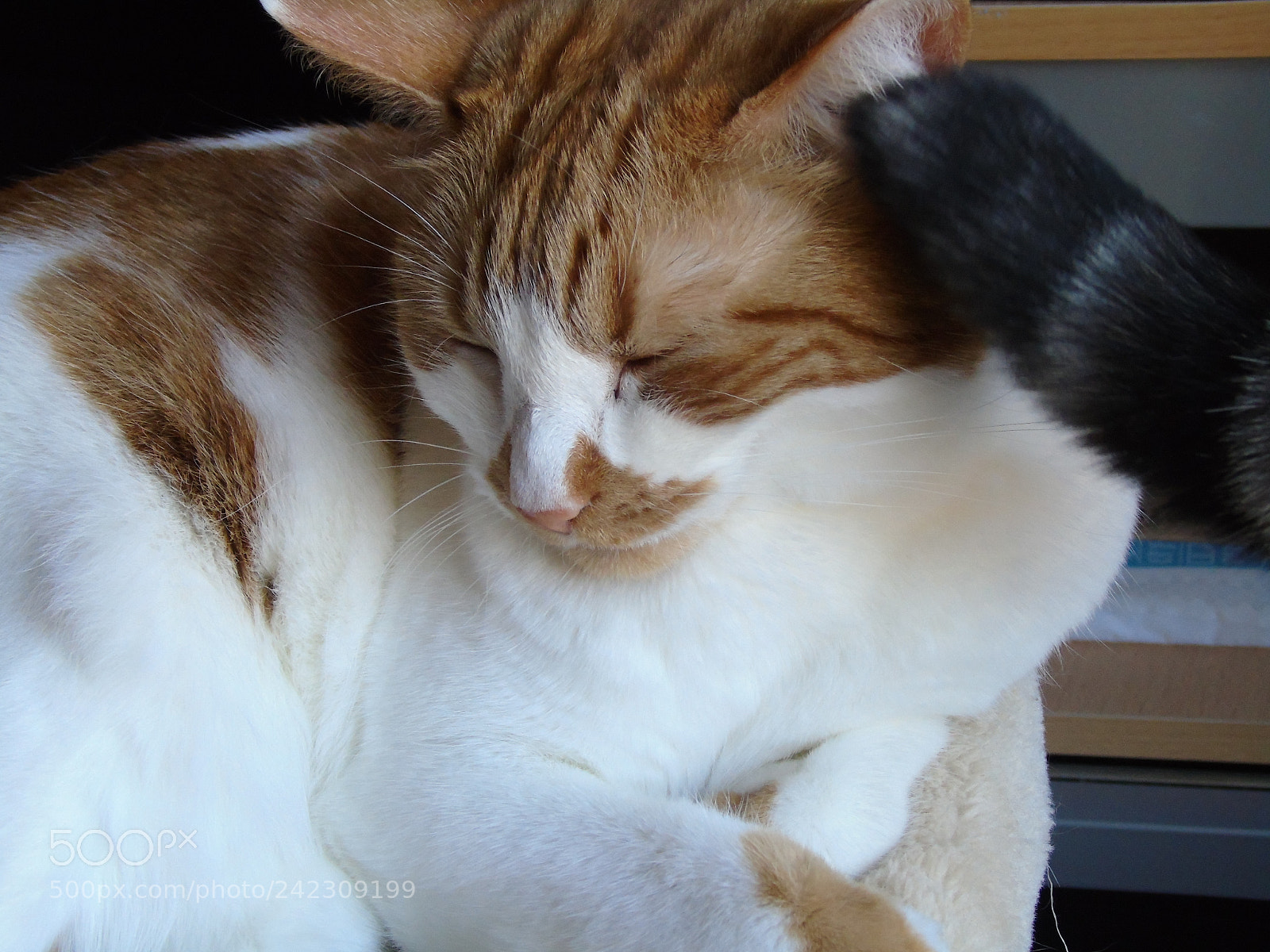 Sony Cyber-shot DSC-H400 sample photo. Valentine's ears get tickled photography