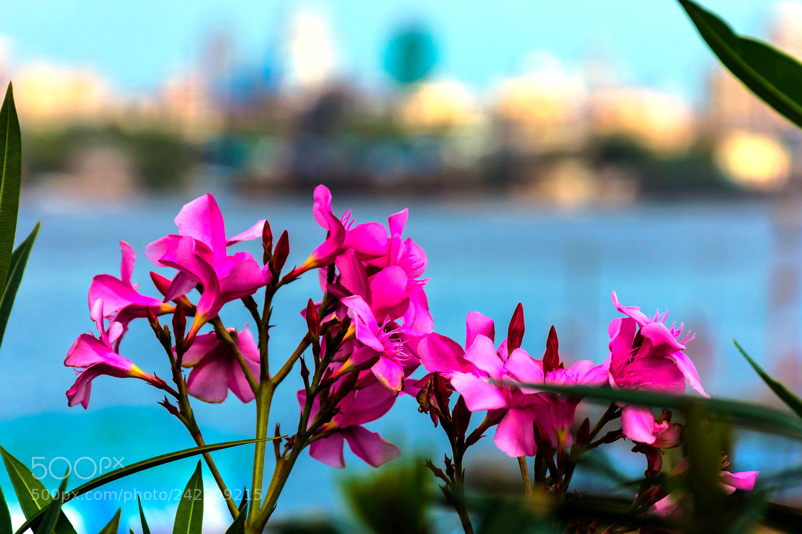 Nikon D7200 sample photo. Flowers dwarfing the city? photography