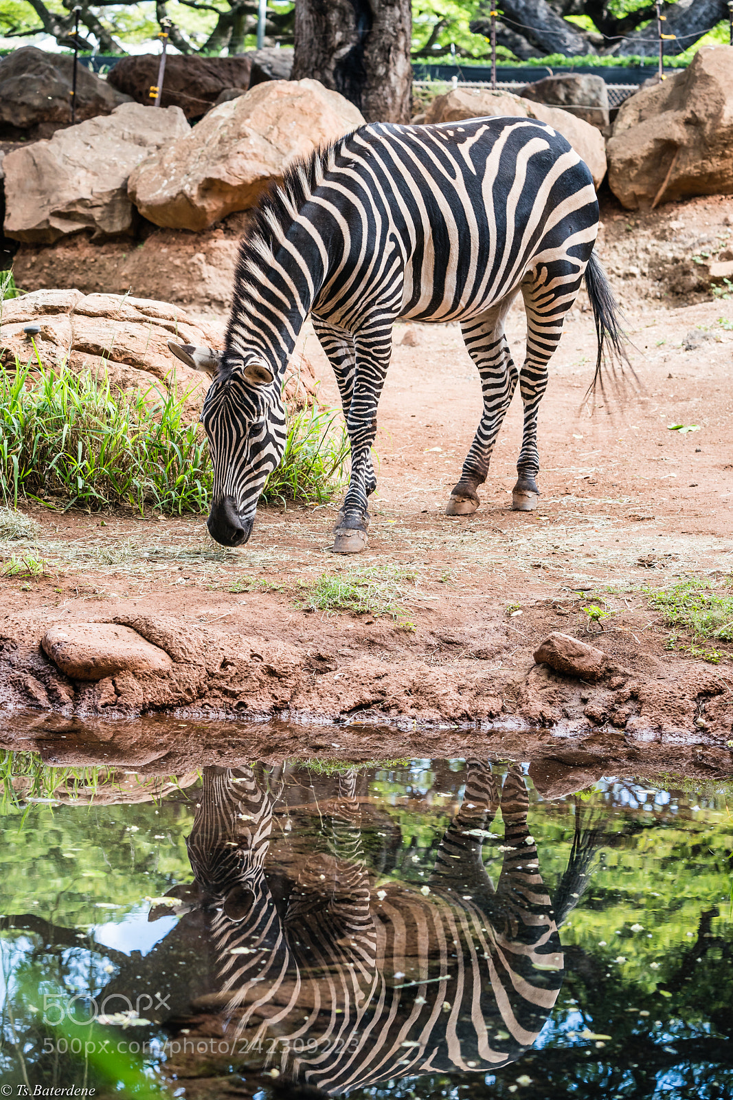 Sony a9 sample photo. Hawai zoo photography