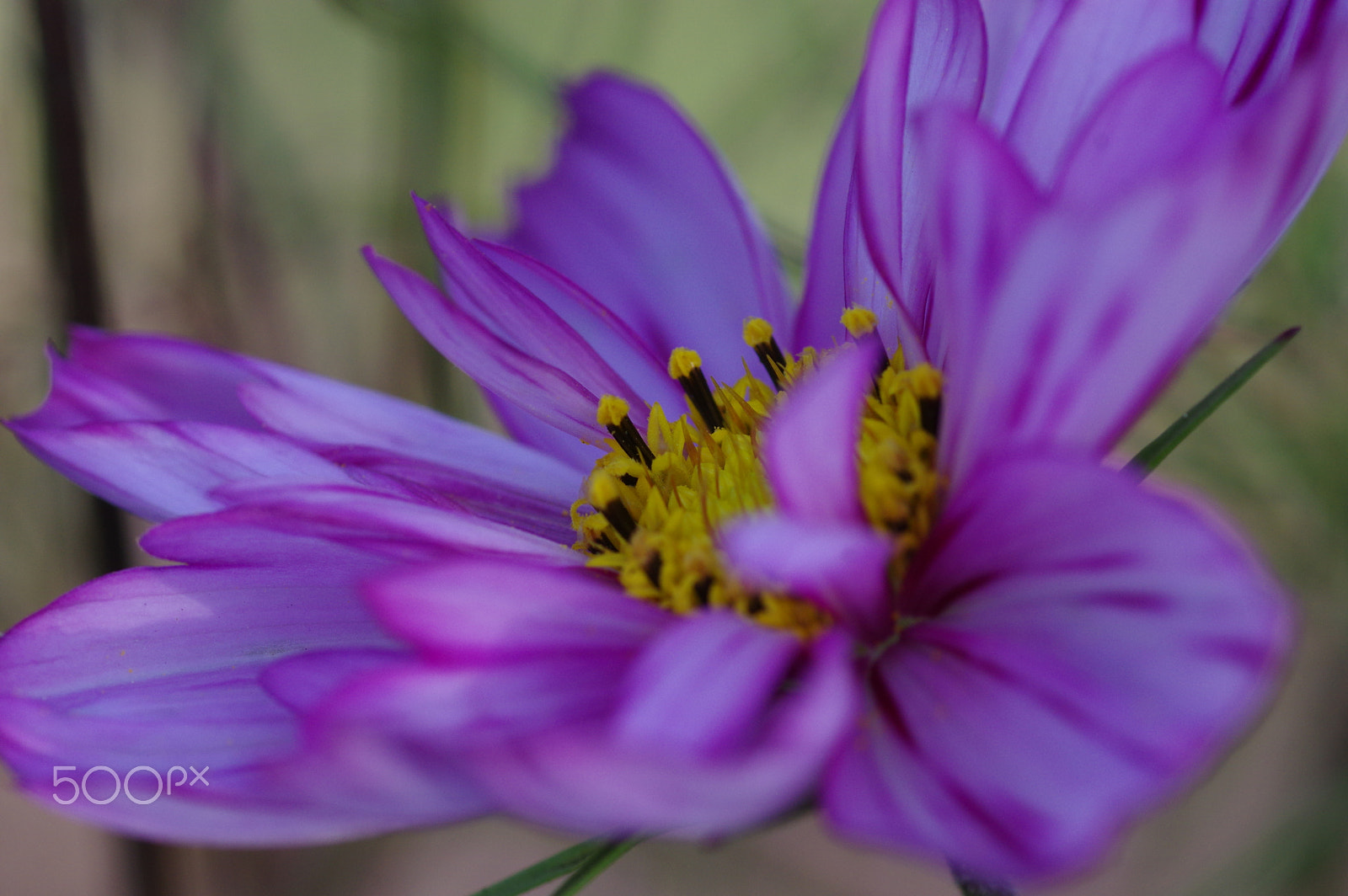 Pentax smc D-FA 100mm F2.8 Macro WR sample photo. Cosmos photography