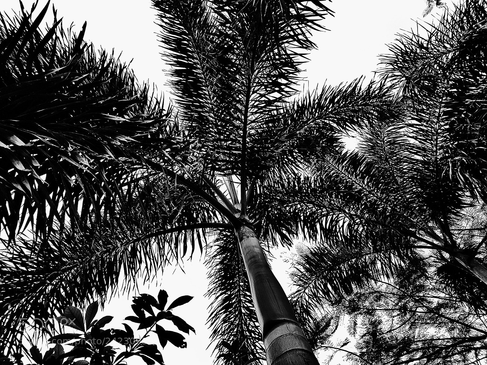 Samsung Galaxy S7 sample photo. Coconut tree photography