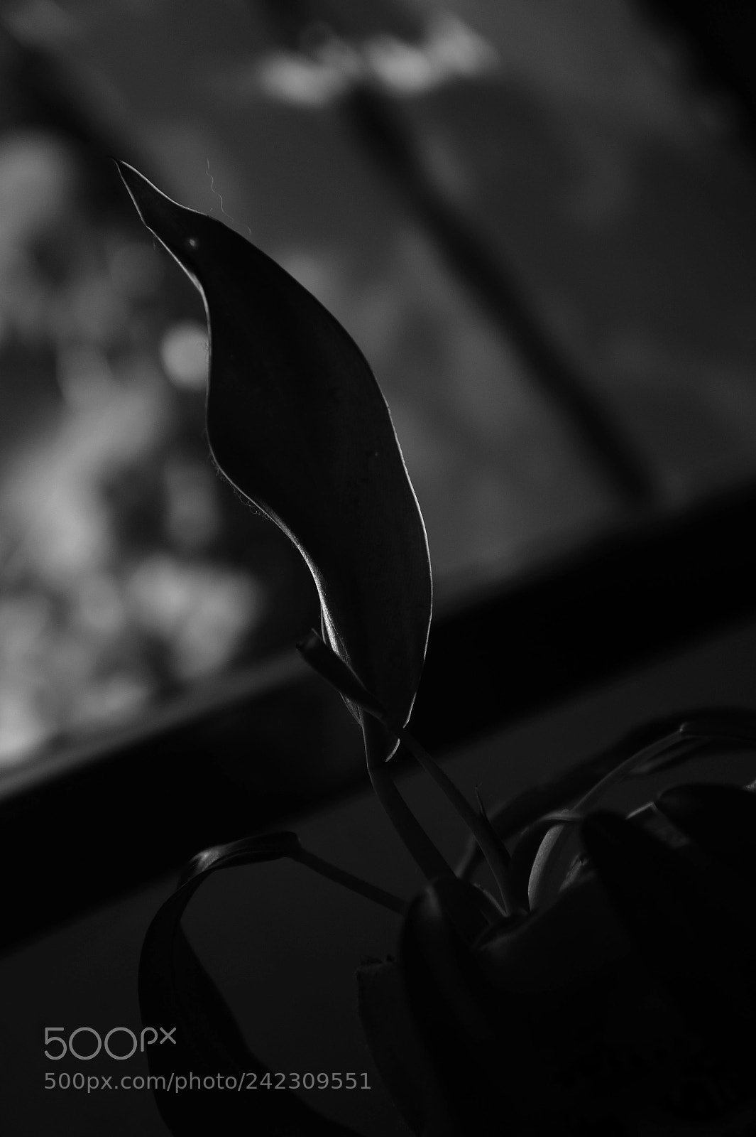 Sony Alpha NEX-5 sample photo. Untitled photography