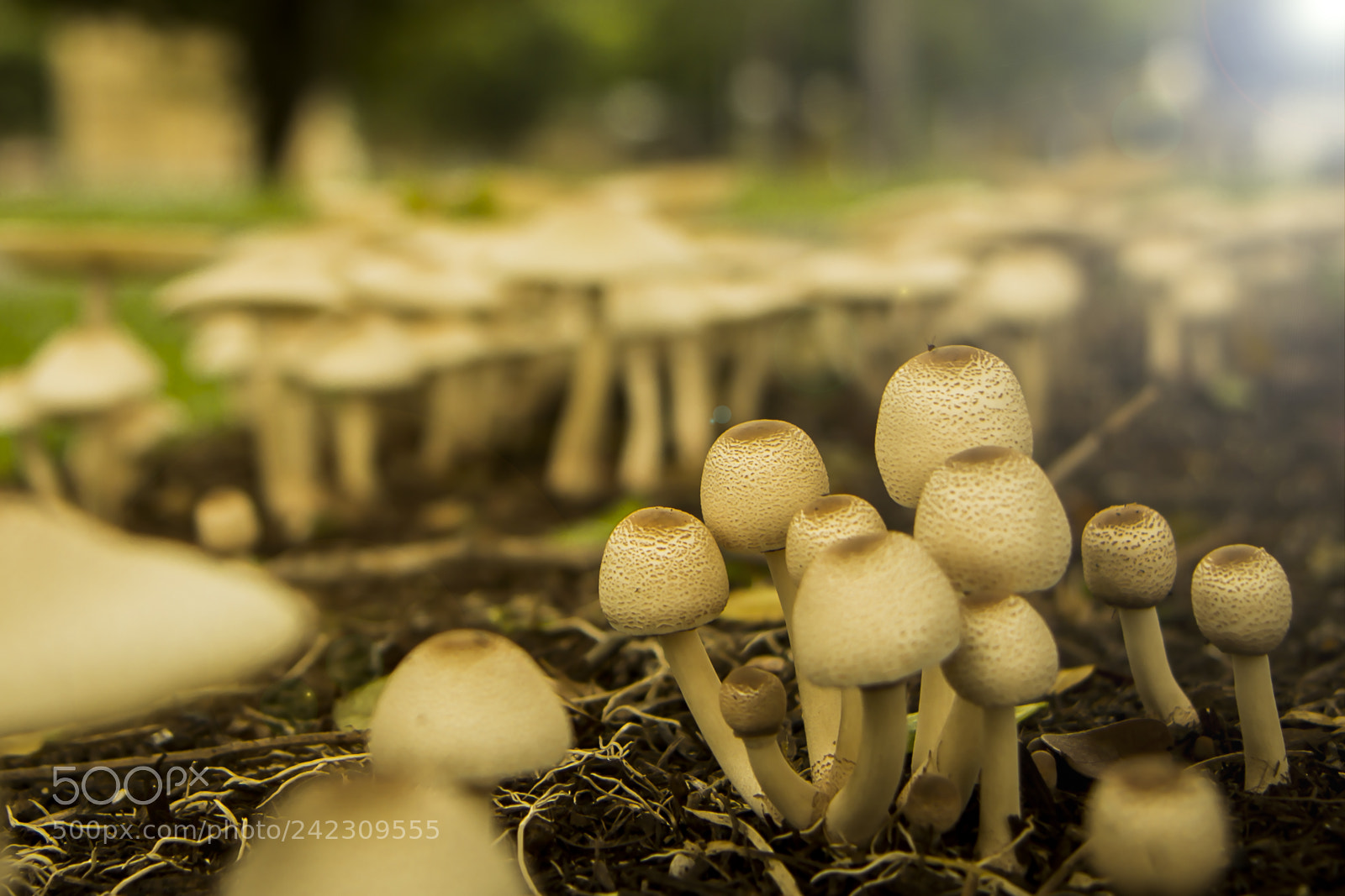 Canon EOS 60D sample photo. Mushroomsssss photography