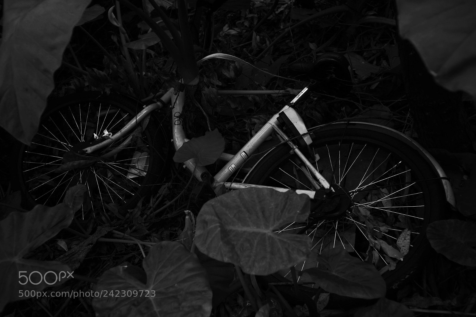 Canon EOS 5D sample photo. Untitled photography