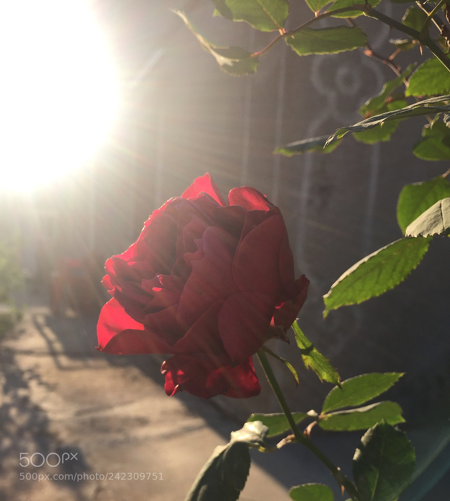 Apple iPhone 6 sample photo. Untitled photography