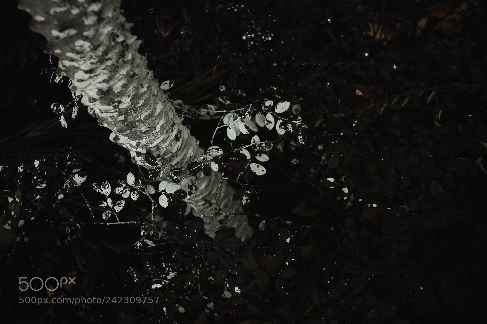 Canon EOS 5D sample photo. Untitled photography