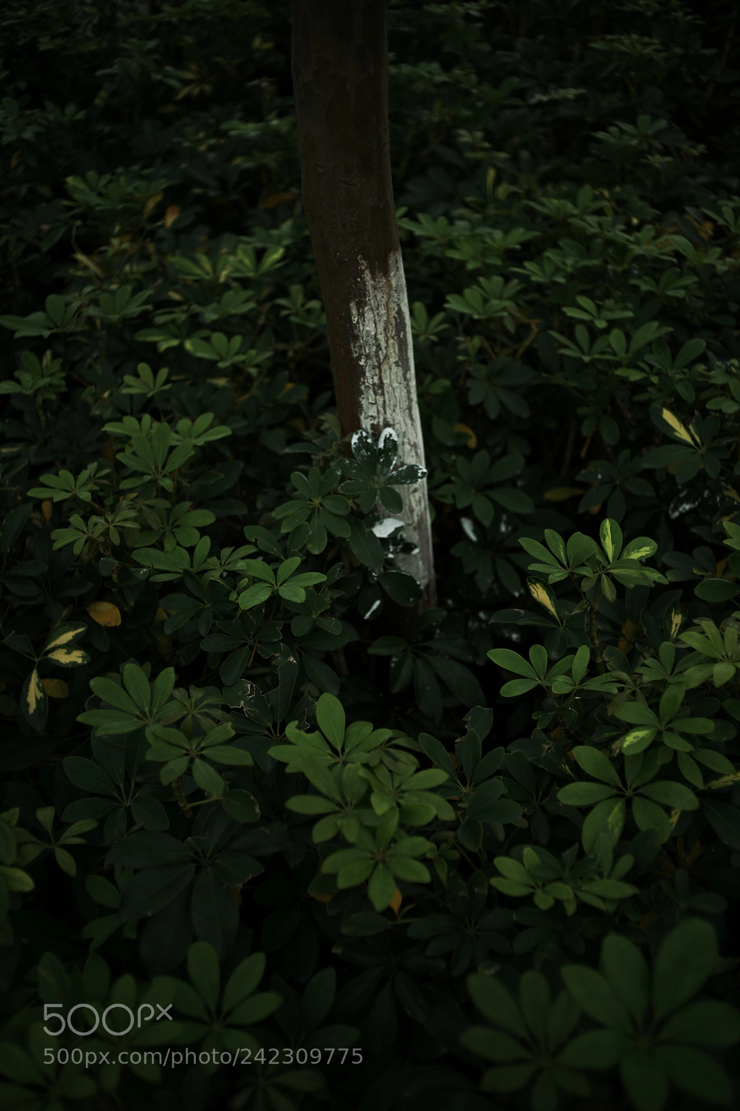 Canon EOS 5D sample photo. Untitled photography