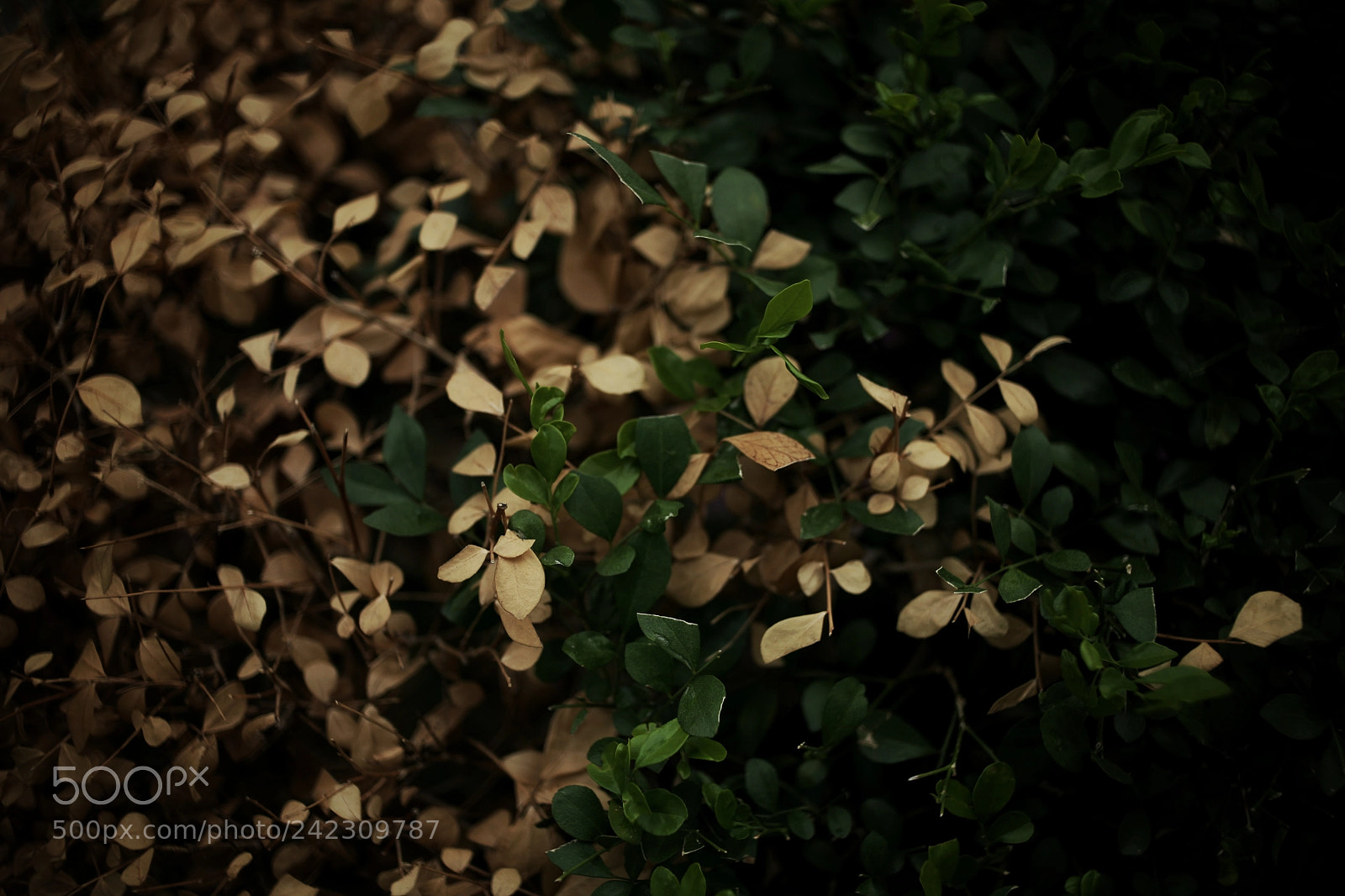 Canon EOS 5D sample photo. Untitled photography