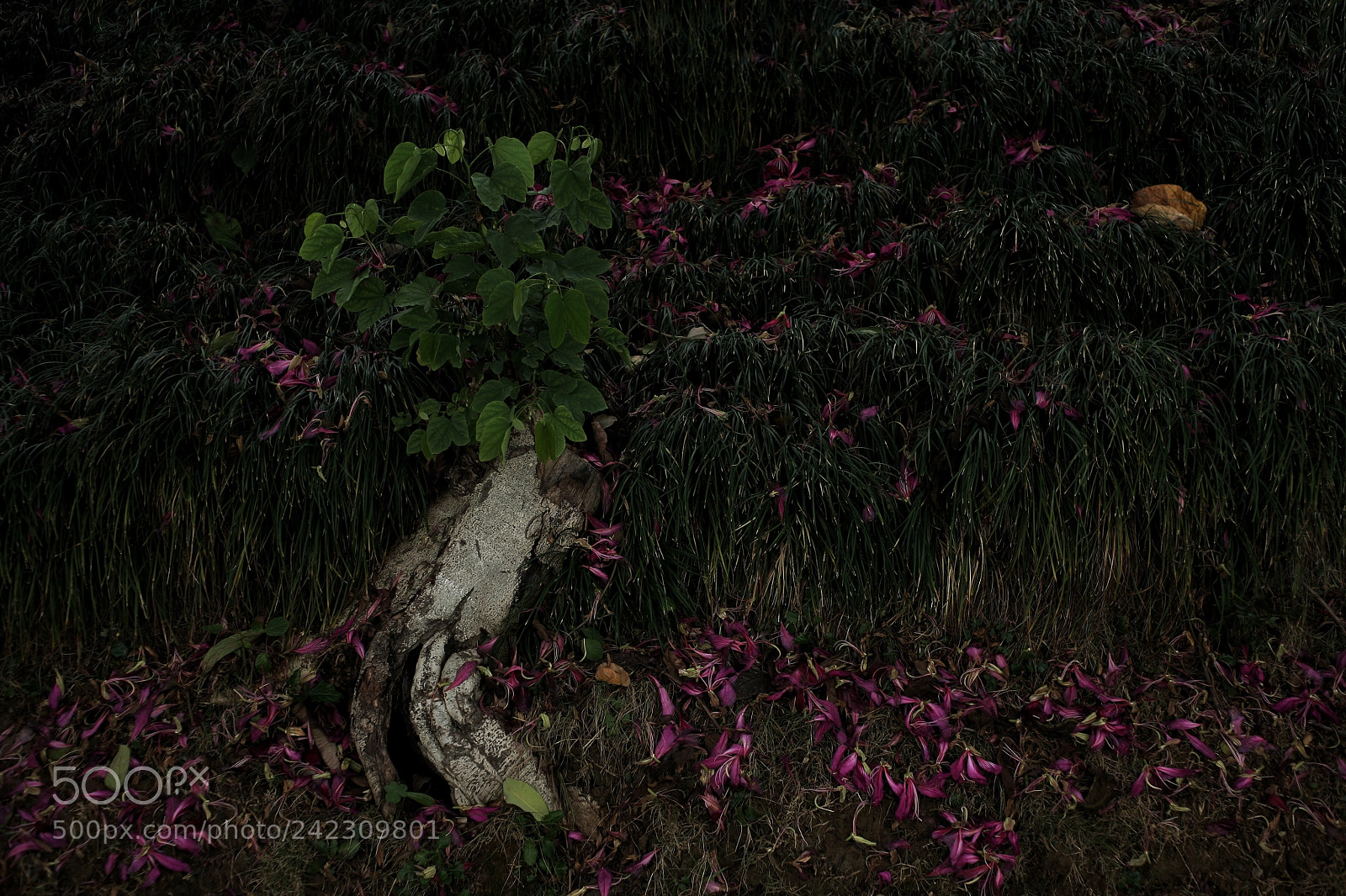 Canon EOS 5D sample photo. Untitled photography