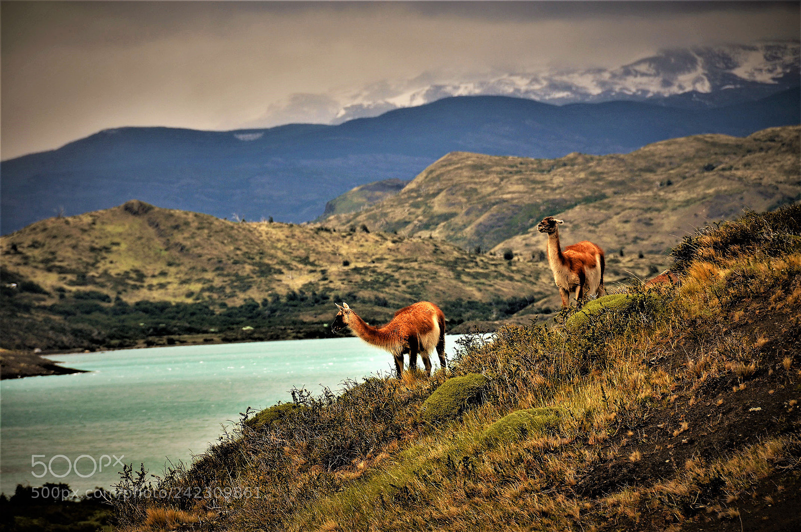 Nikon D90 sample photo. Patagonia - animals near photography