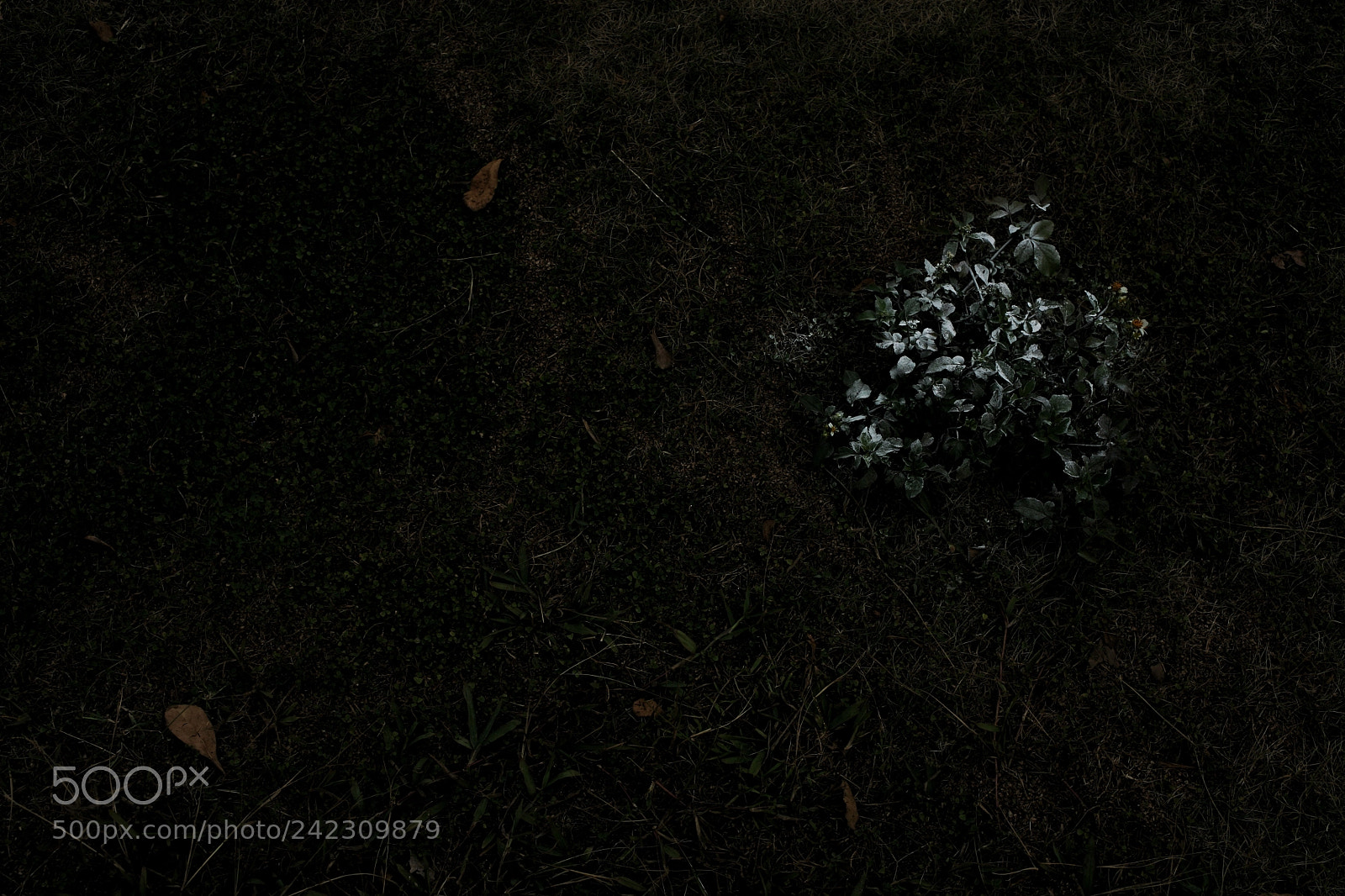 Canon EOS 5D sample photo. Untitled photography