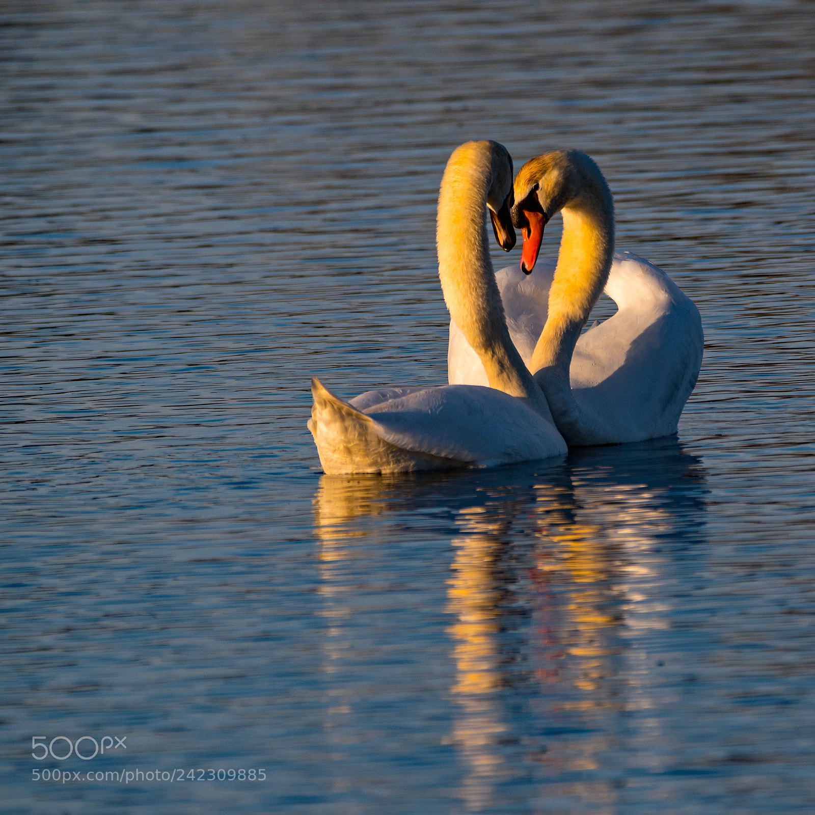 Nikon D5500 sample photo. Sunset lovers photography
