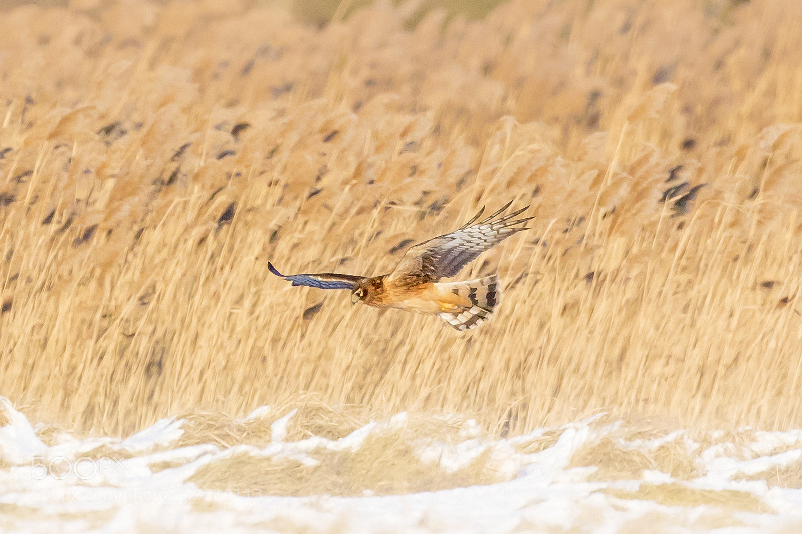 Canon EOS 7D Mark II sample photo. On the hunt photography