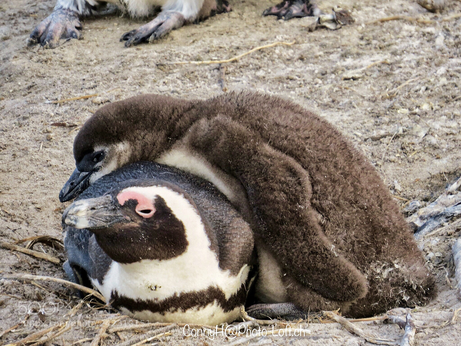Canon PowerShot SX50 HS sample photo. Pinguin penguin boulders beach photography