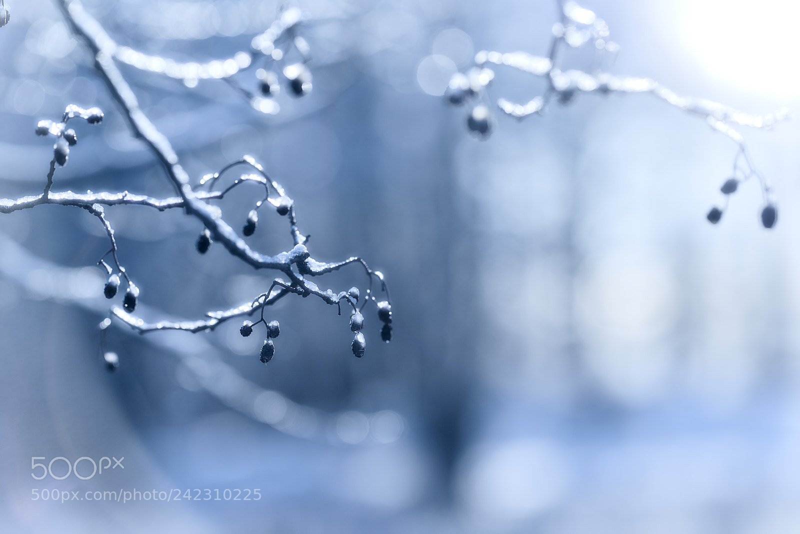 Nikon D800E sample photo. A winter's tale photography