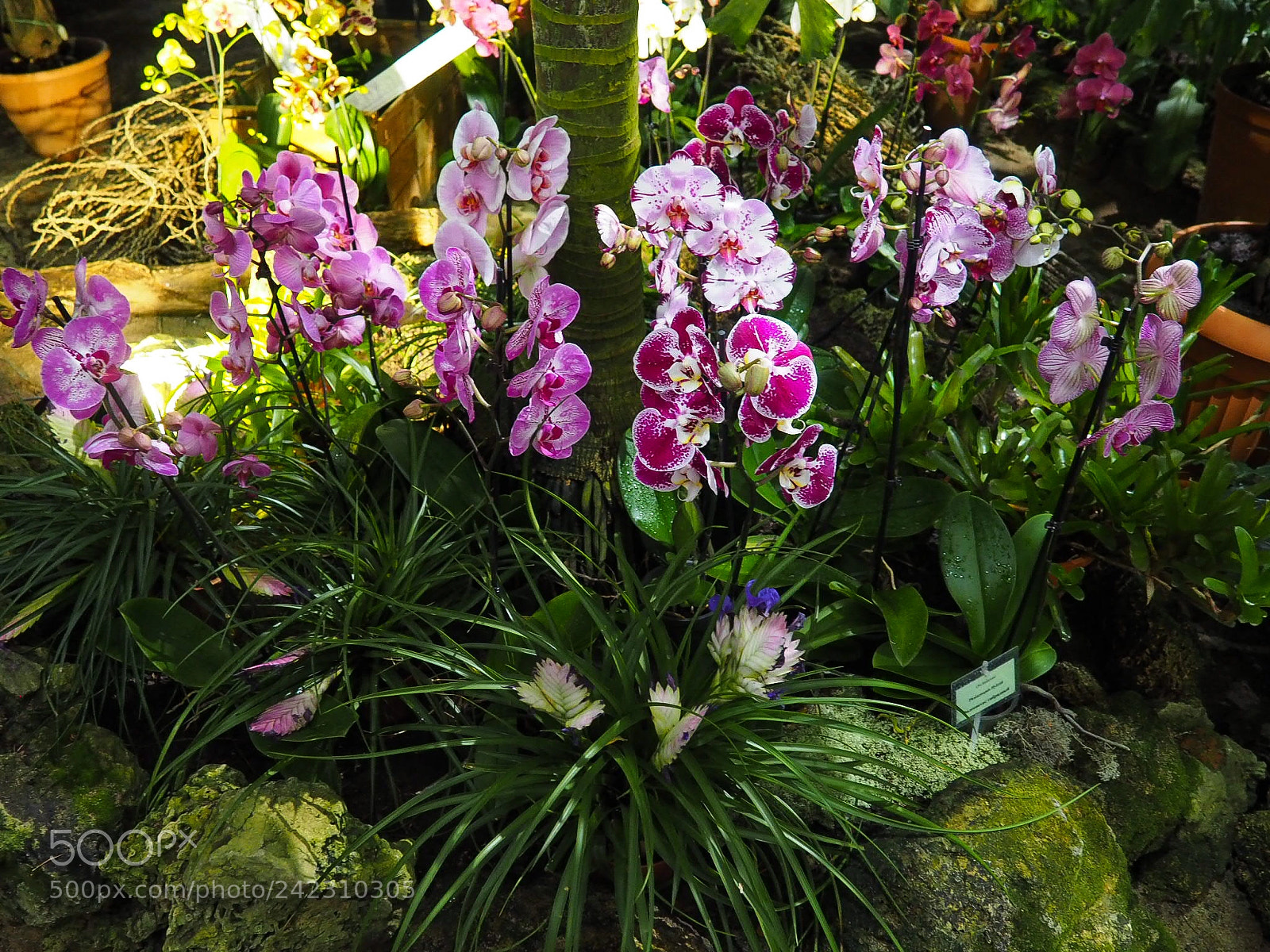 Olympus PEN E-PL7 sample photo. Orchid. the botanical garden photography
