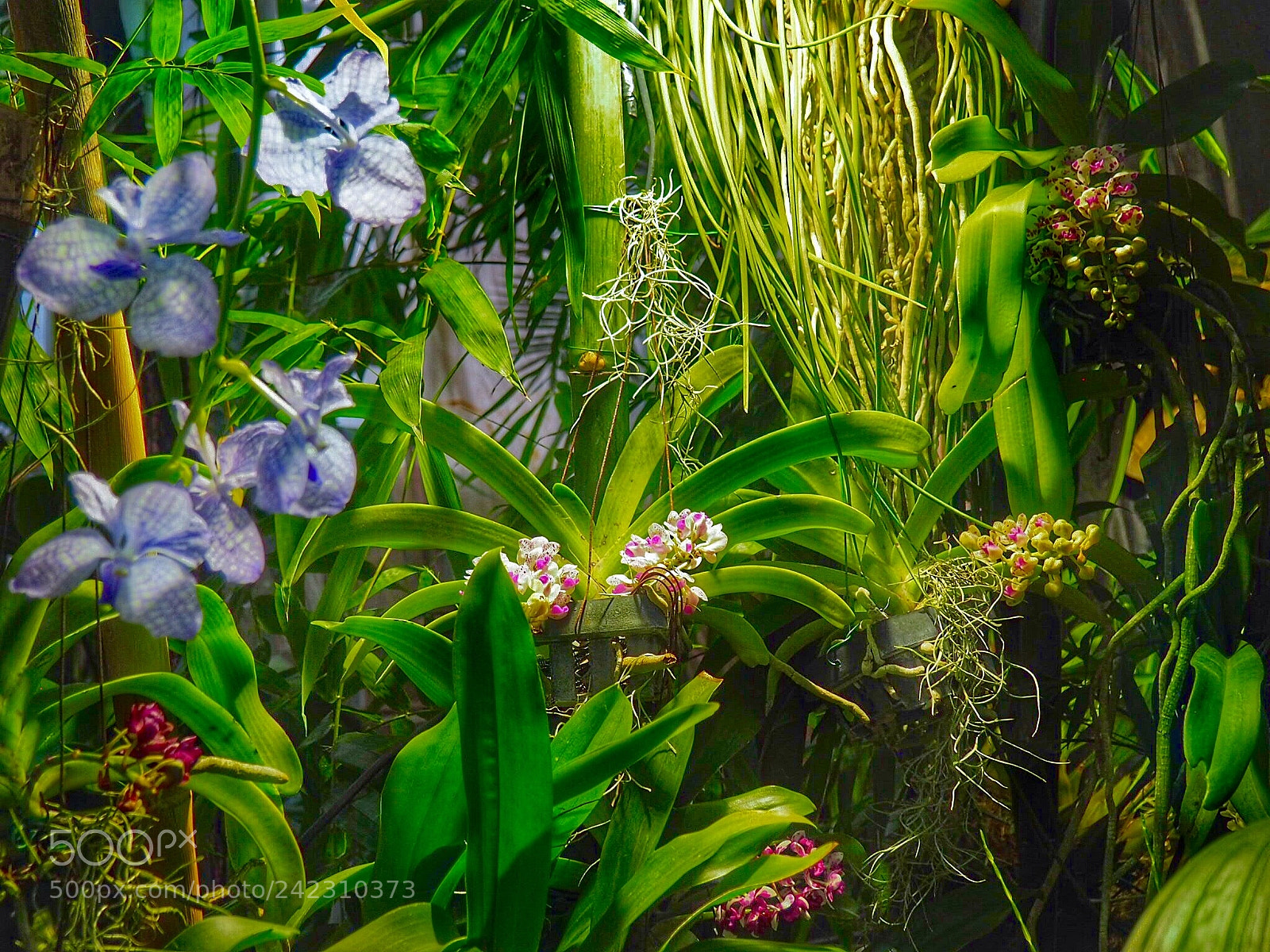 Olympus PEN E-PL7 sample photo. Orchid. the botanical garden photography