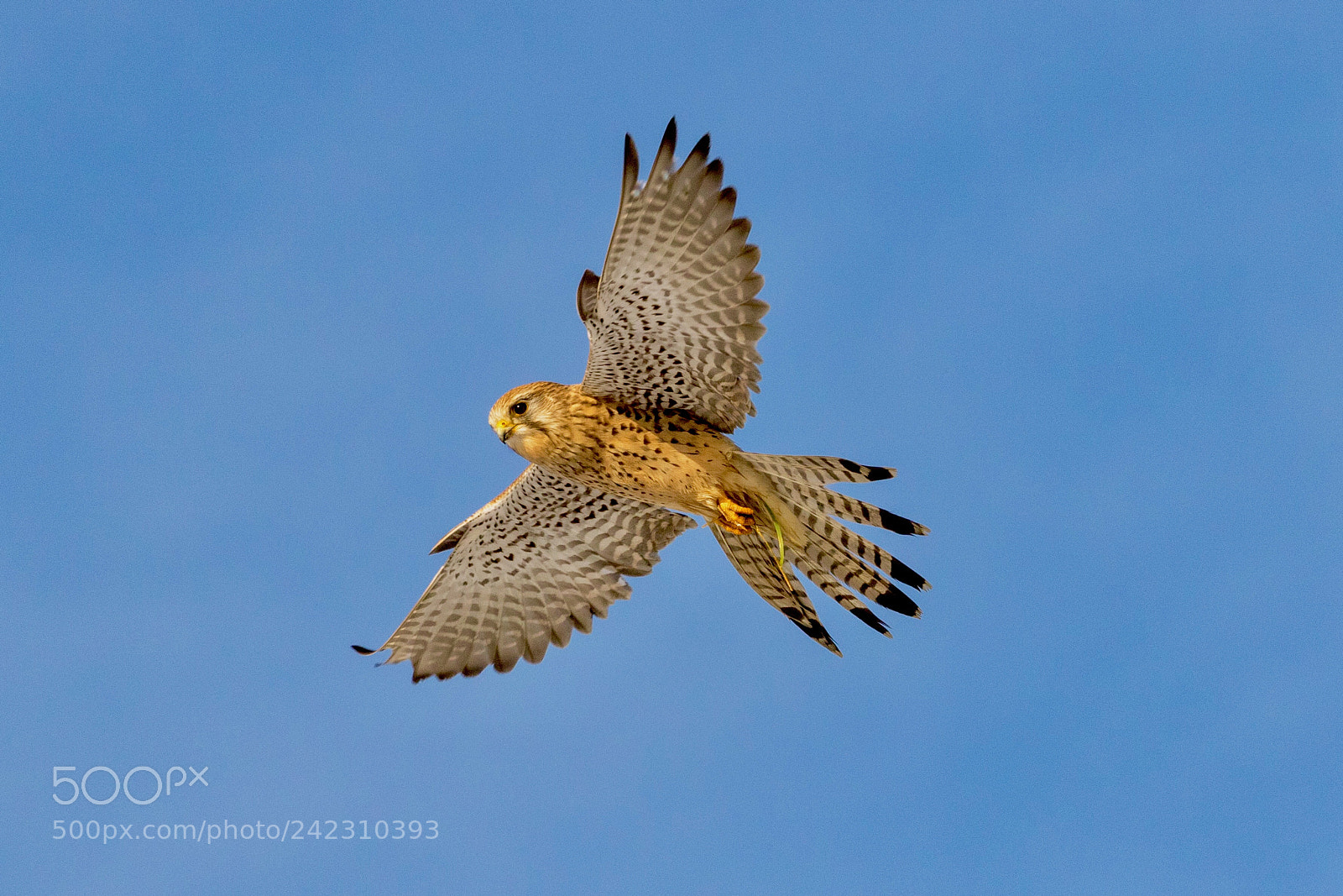 Canon EOS 7D Mark II sample photo. Kestrel female ........... praying photography