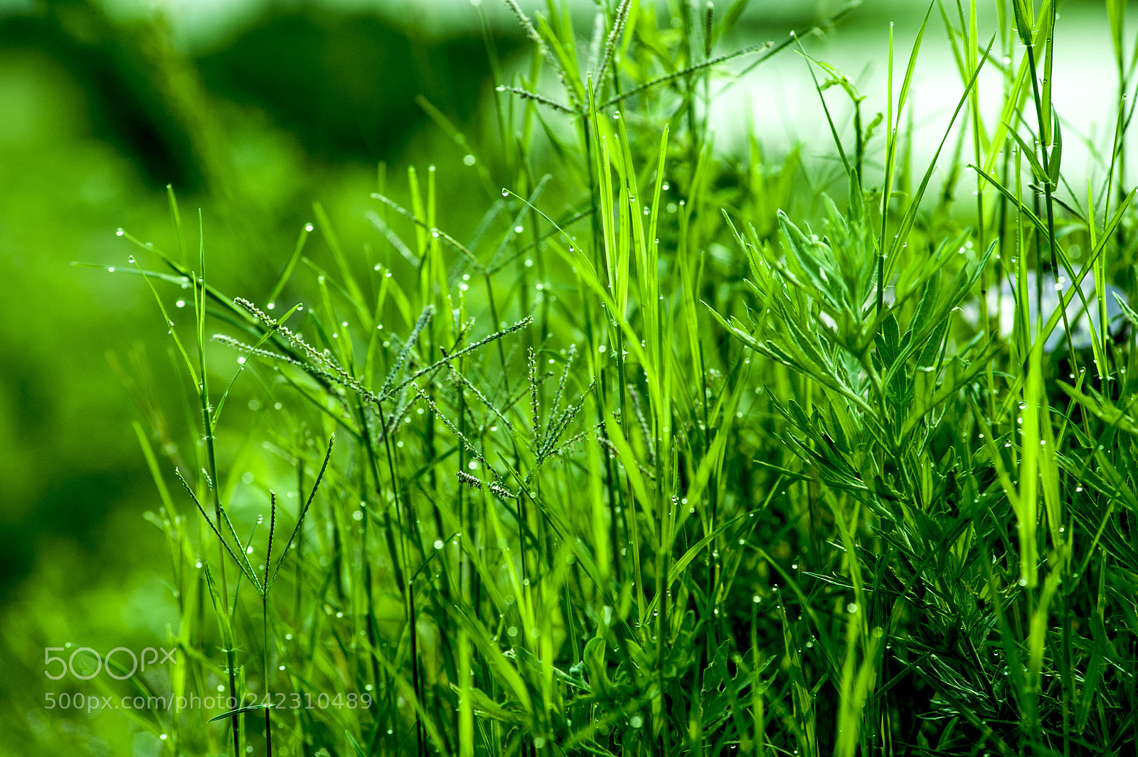 Nikon D700 sample photo. Colour photography