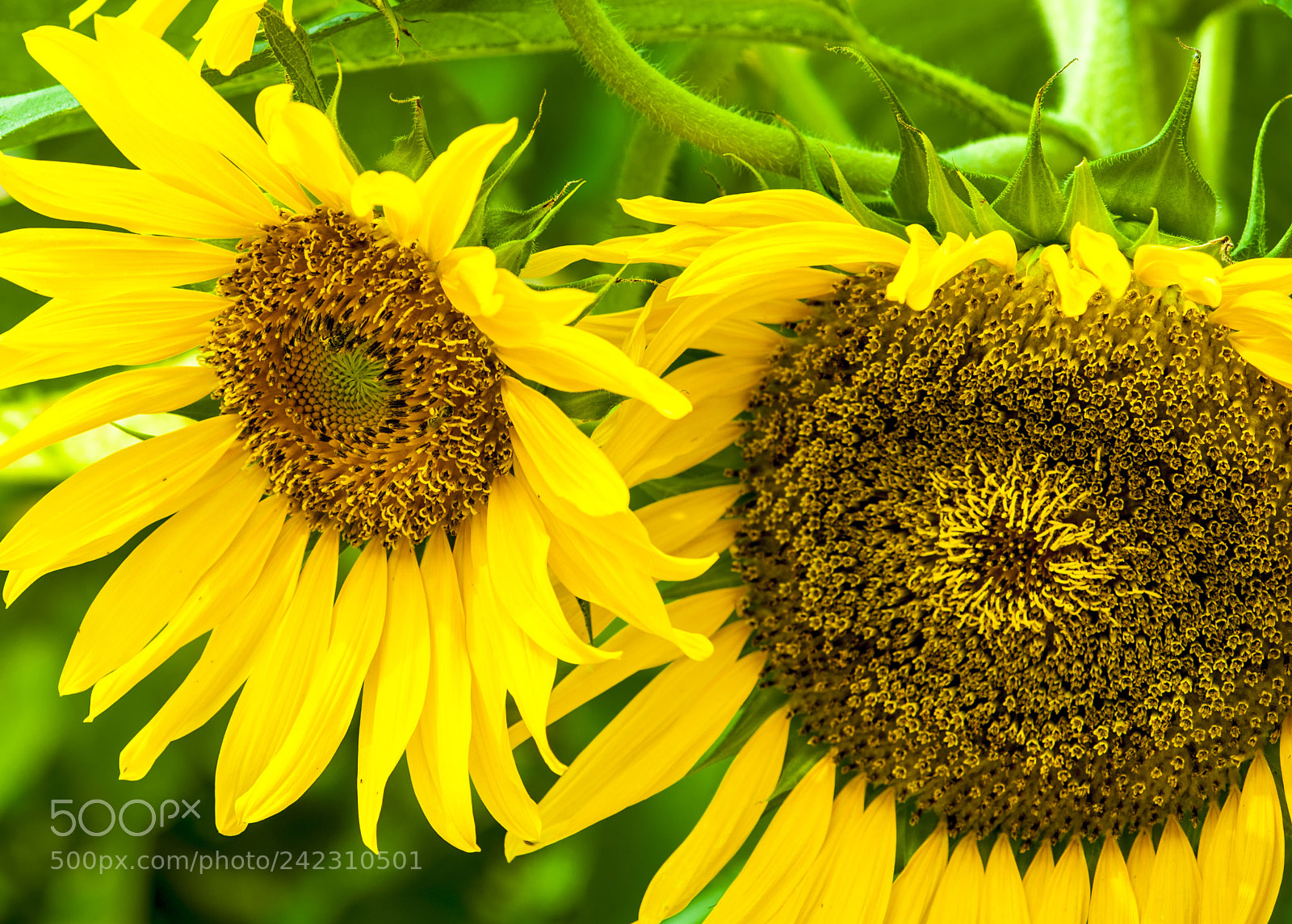 Nikon D700 sample photo. Colour photography
