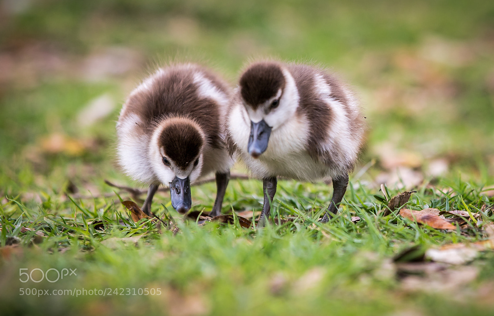 Canon EOS 6D Mark II sample photo. Ducklings photography
