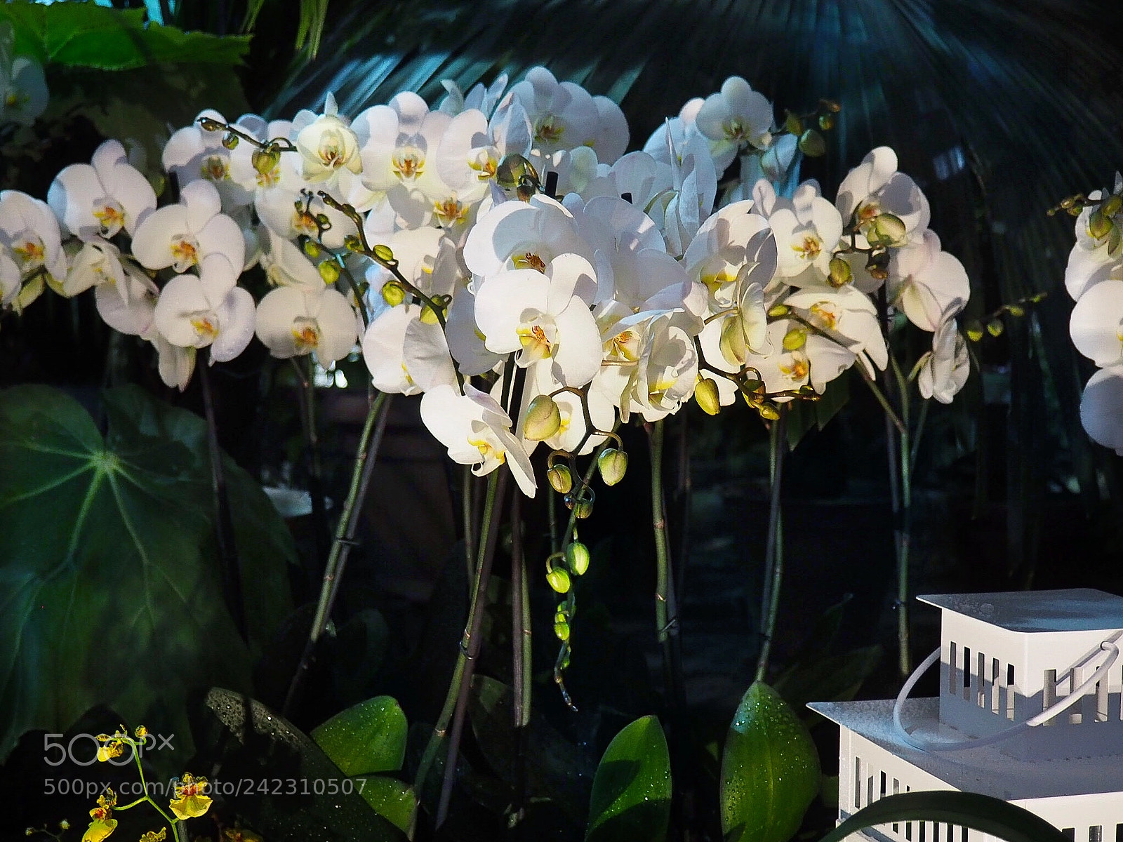 Olympus PEN E-PL7 sample photo. Orchid. the botanical garden photography