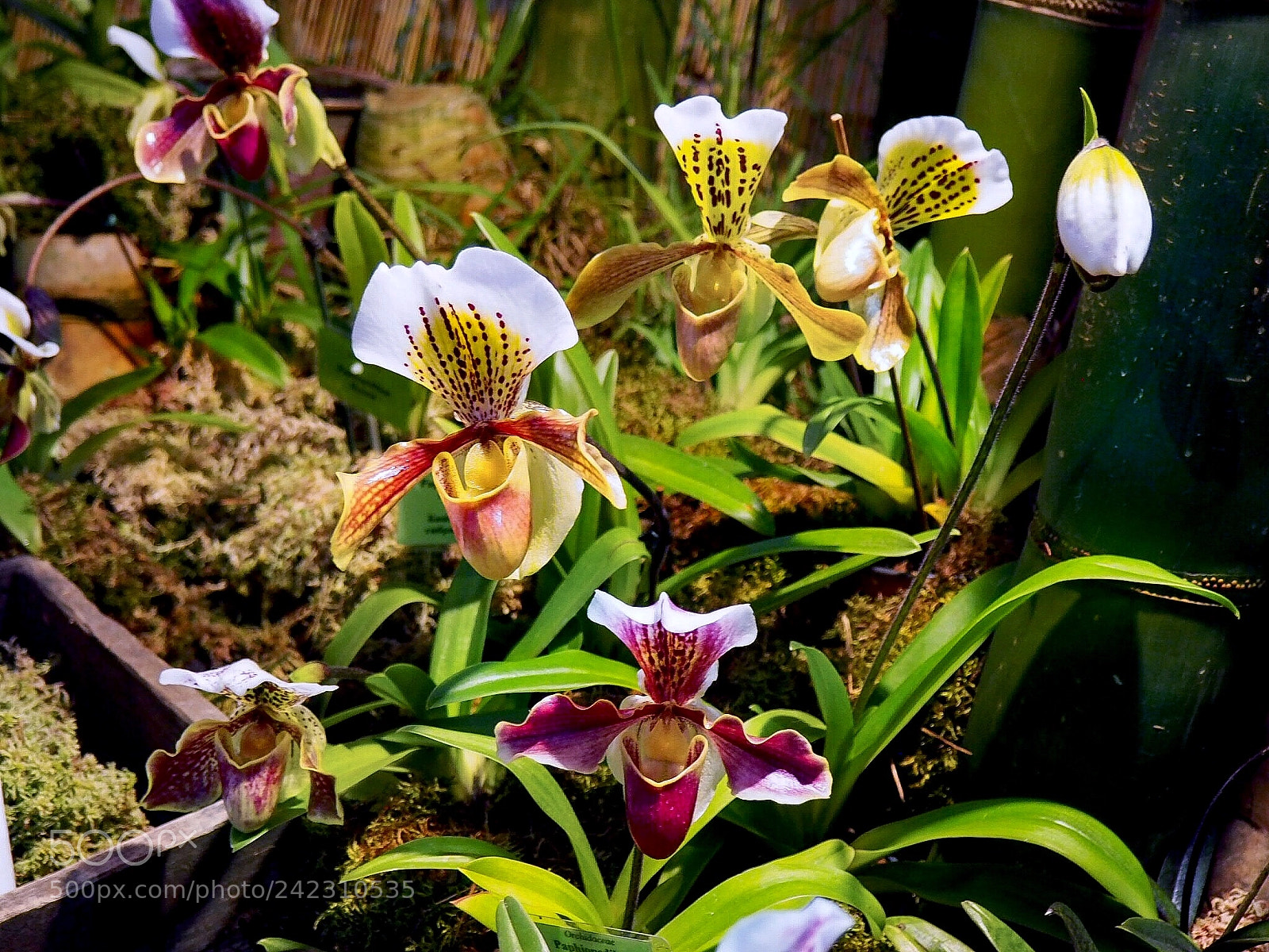 Olympus PEN E-PL7 sample photo. Orchid. the botanical garden photography
